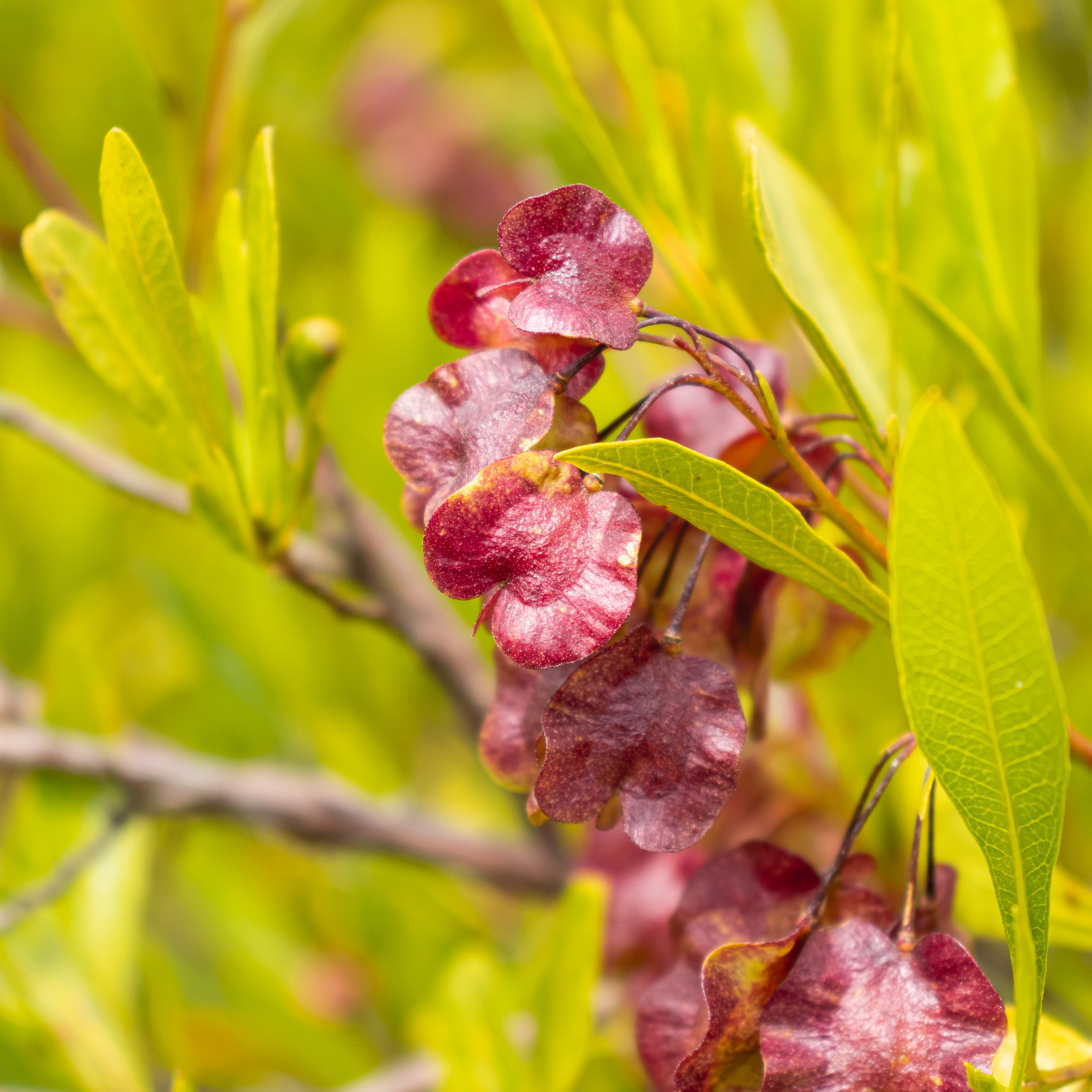 Sticky Hop Bush - Dodonaea viscosa