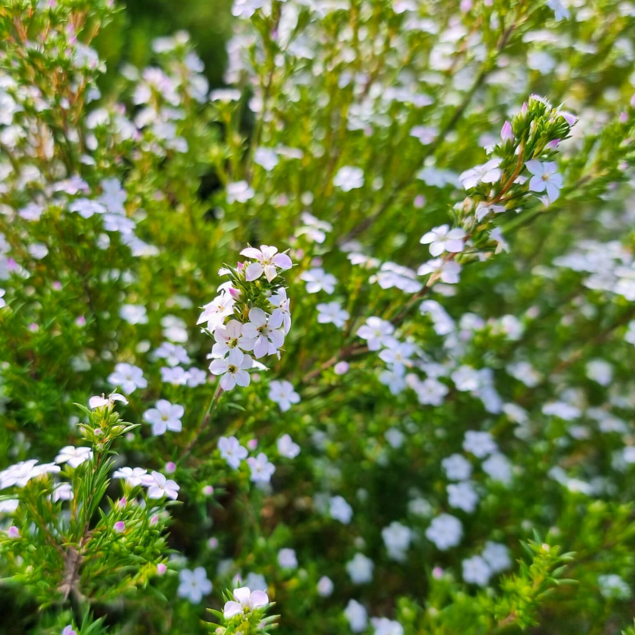 Dwarf Diosma Compacta - Coleonema pulchellum 'Compacta'