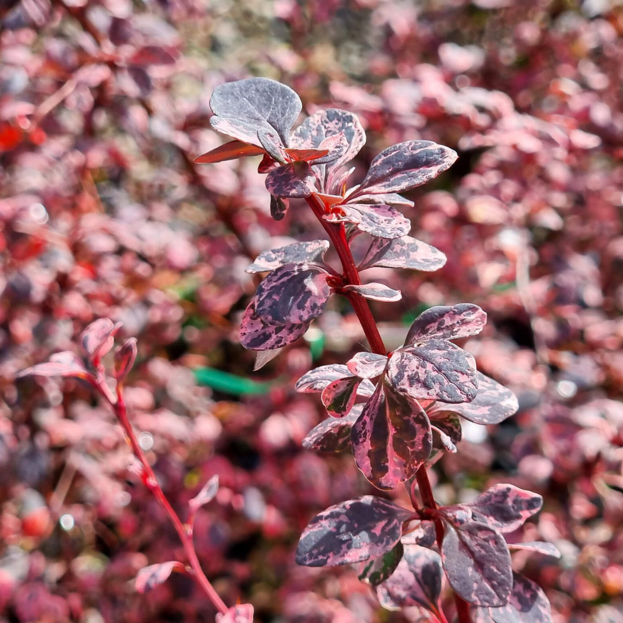 Purple Japanese Barberry Rose Glow - Berberis thunbergii atropurpurea 'Rose Glow'