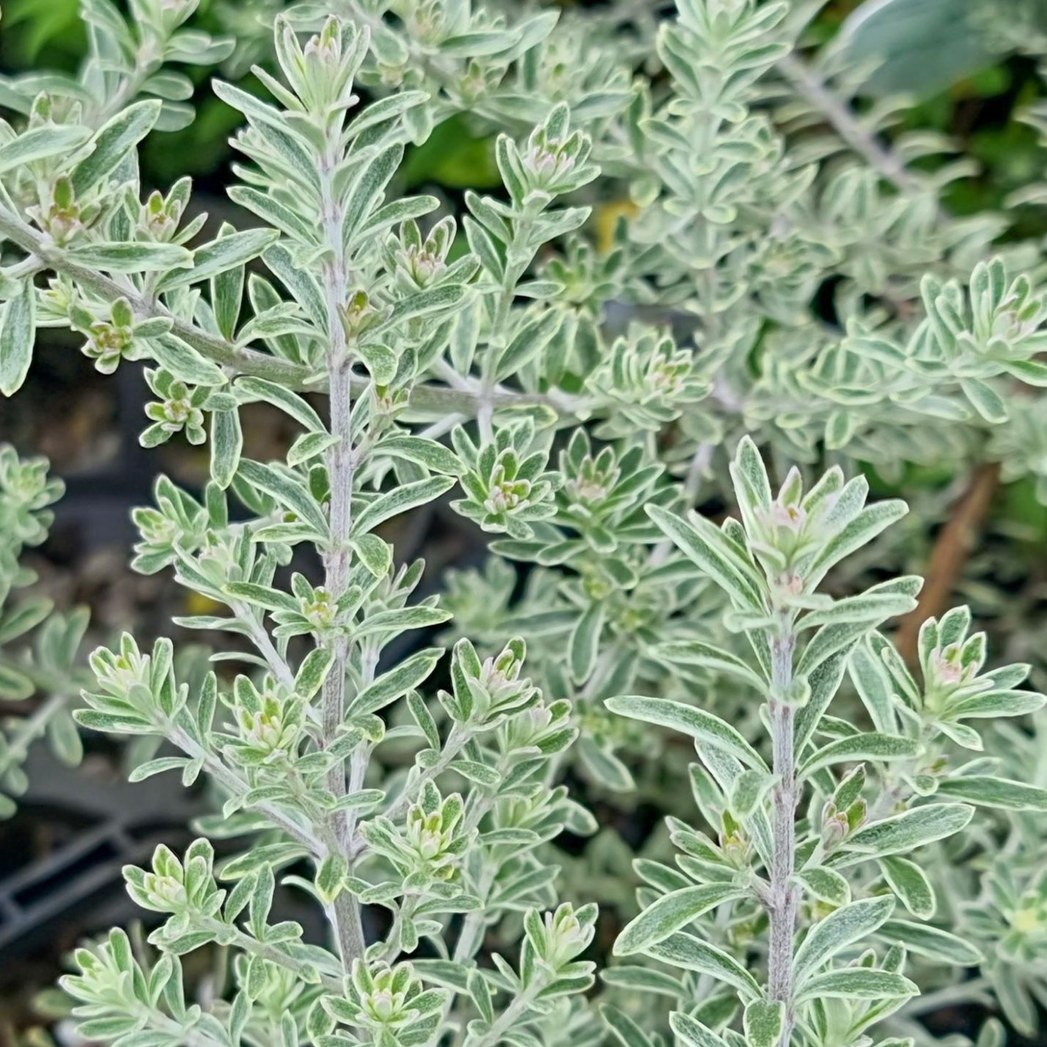 Coastal Rosemary Smokey - Westringia fruticosa Smokey