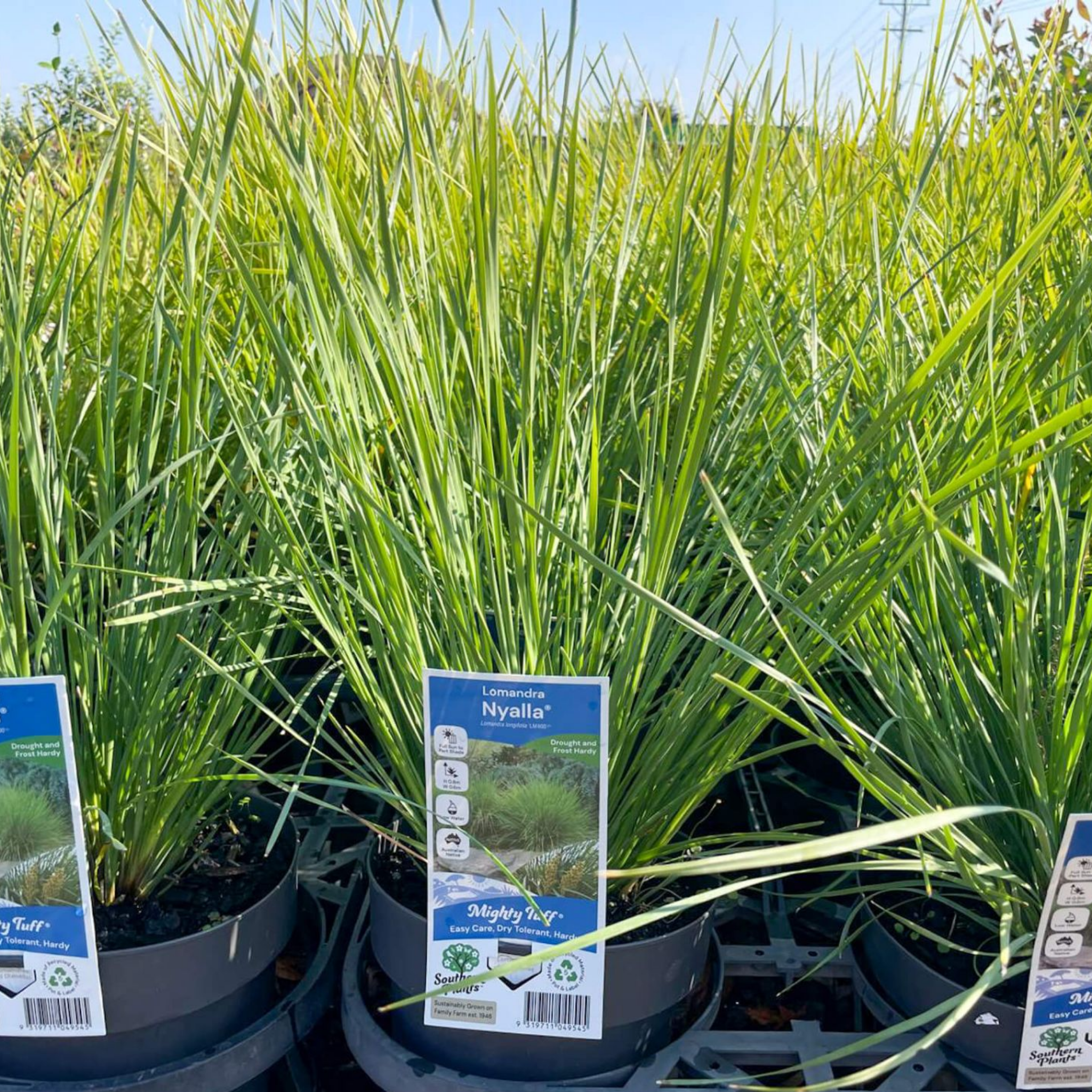 Lomandra Nyalla - Lomandra longifolia Nyalla PBR