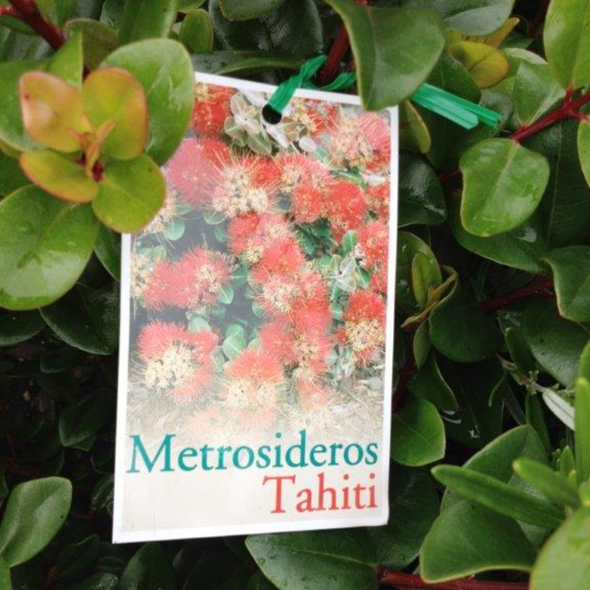 New Zealand Christmas Bush - Metrosideros collina Tahiti