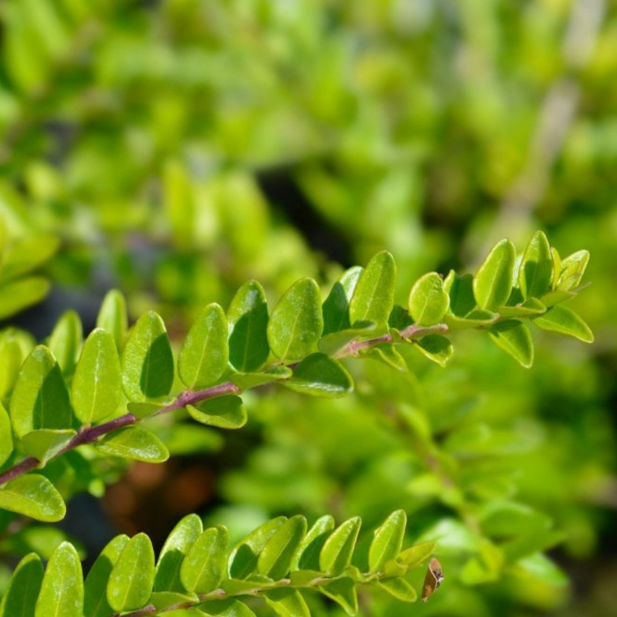 Boxleaf Honeysuckle - Lonicera nitida