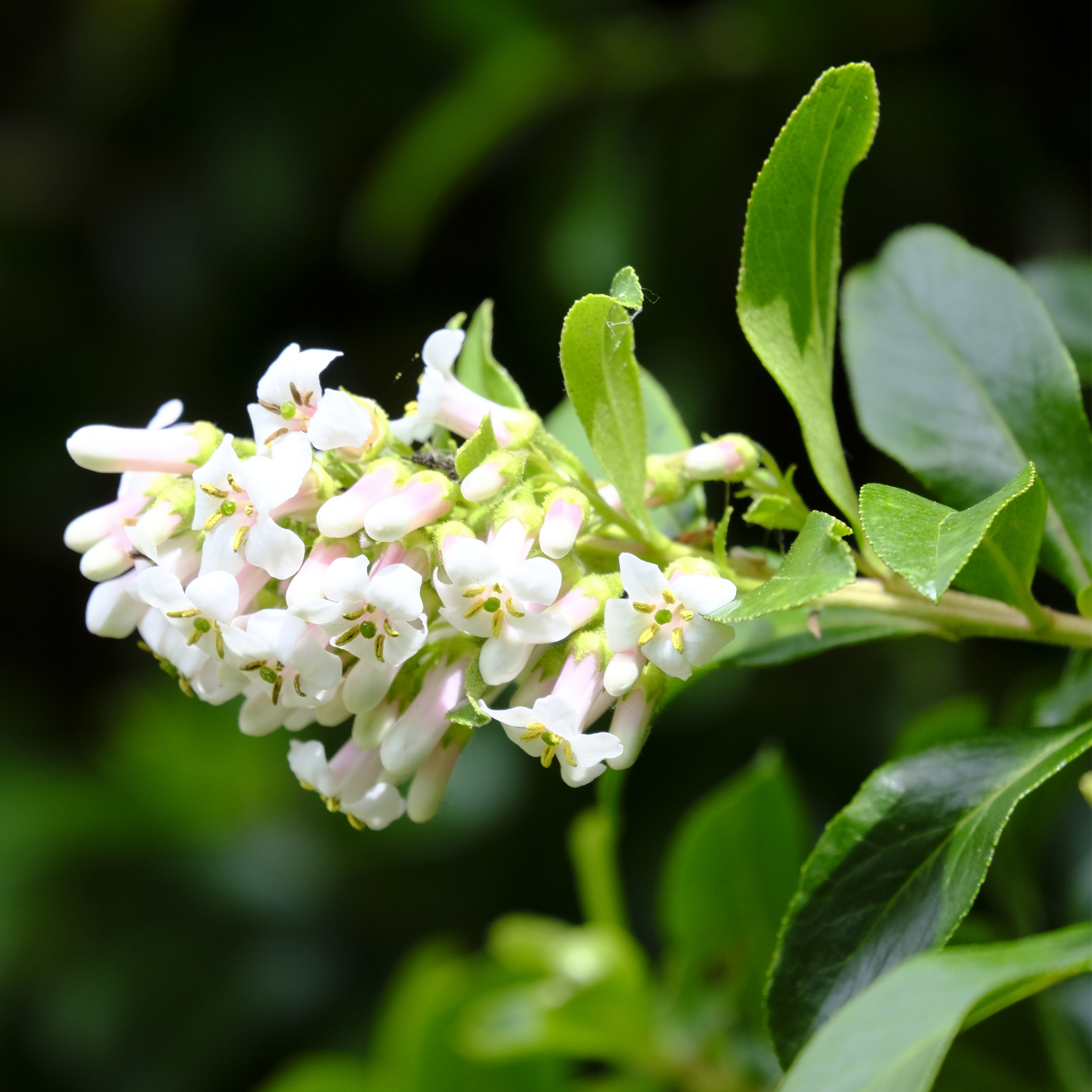 White Escallonia - Escallonia bifida exoniensis Iveyi