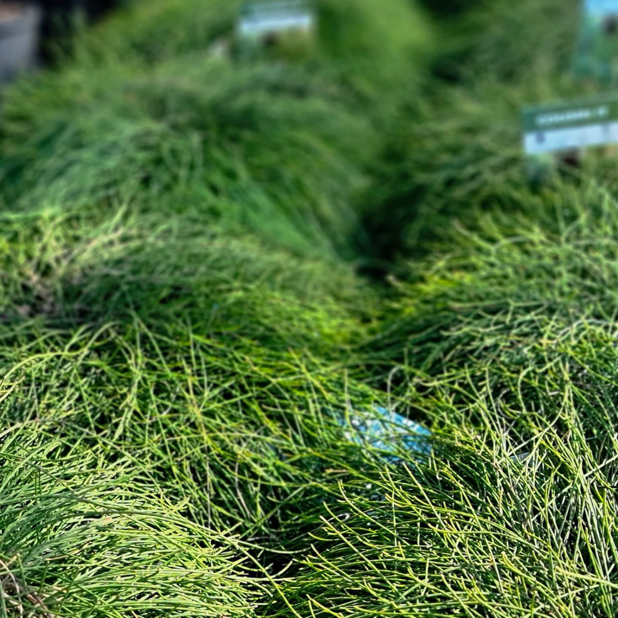 Groundcover Sheoak - Casuarina glauca Cousin It