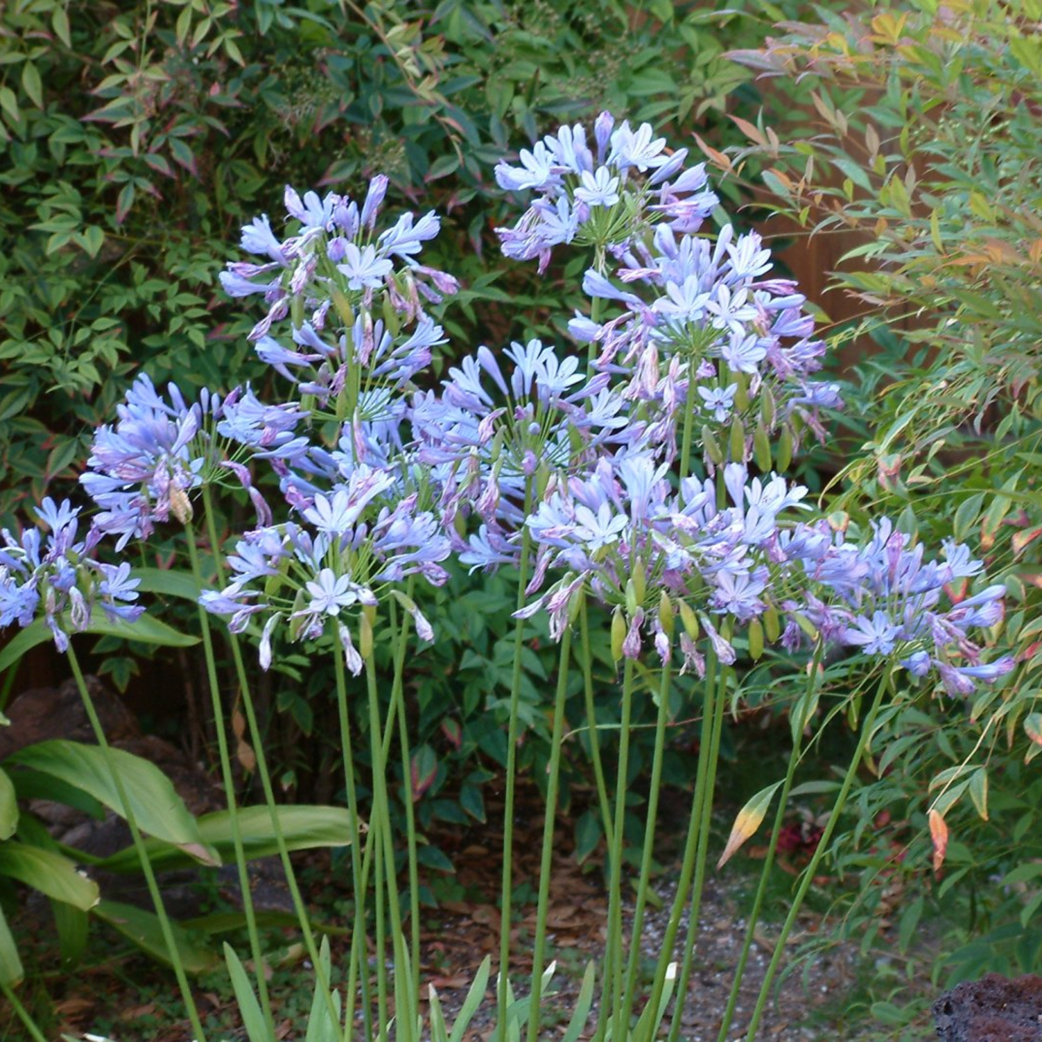 Agapanthus hybrida Peter Pan - Dwarf Lily of the Nile, African Lily