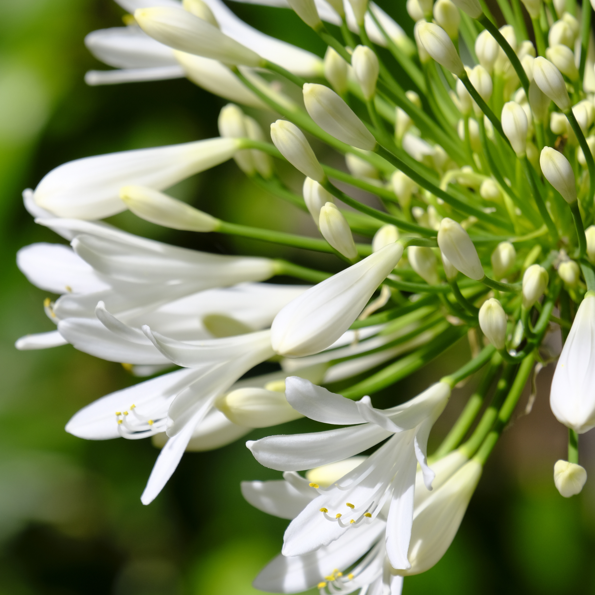 White Agapanthus - Lily of the Nile, African Lily