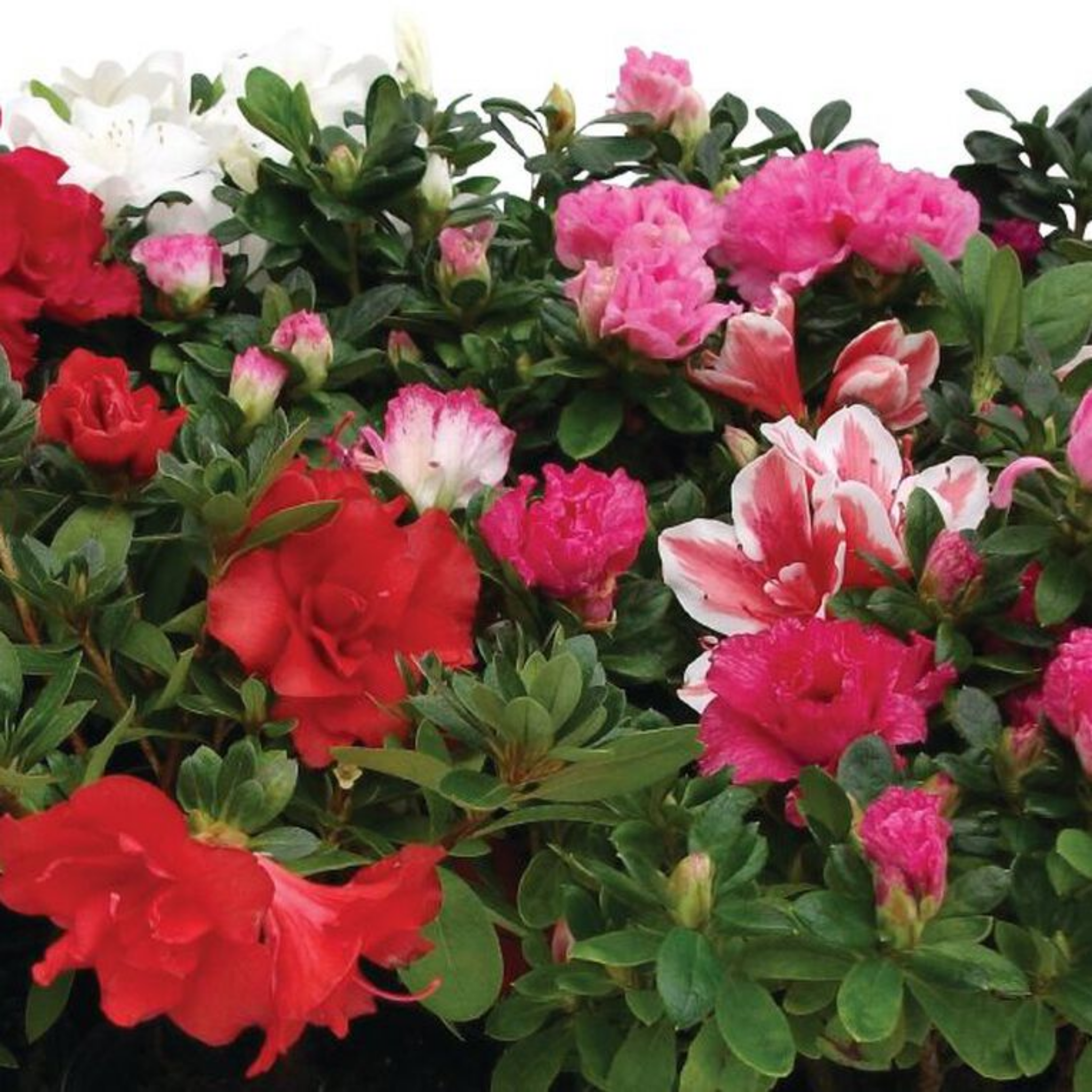 Colorful azalea flowers with red, pink, and white blossoms.