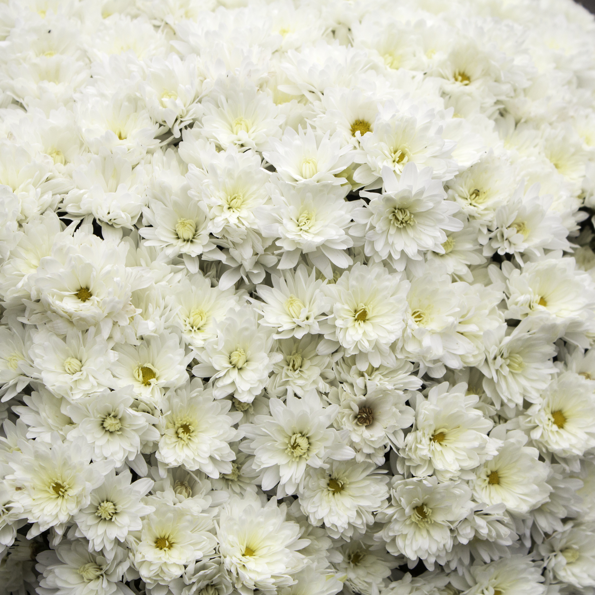 Marguerite Daisy Super Duper - Argyranthemum frutescens 'Super Duper'