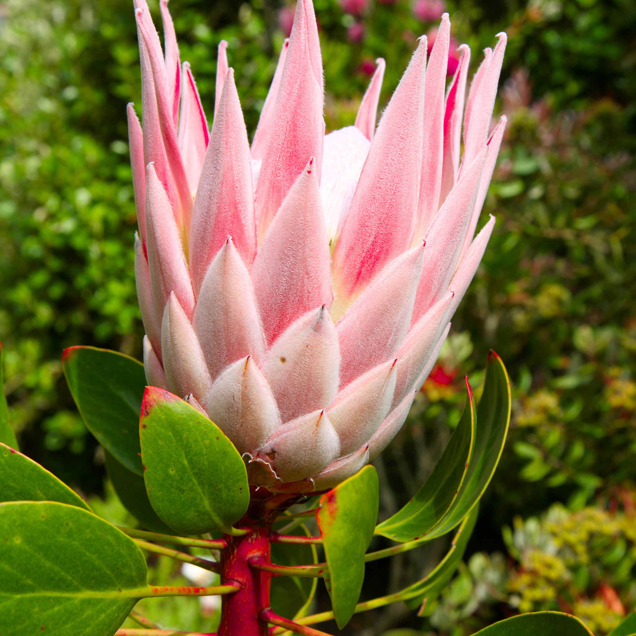 King Pink King Protea - Protea cynaroides King Pink