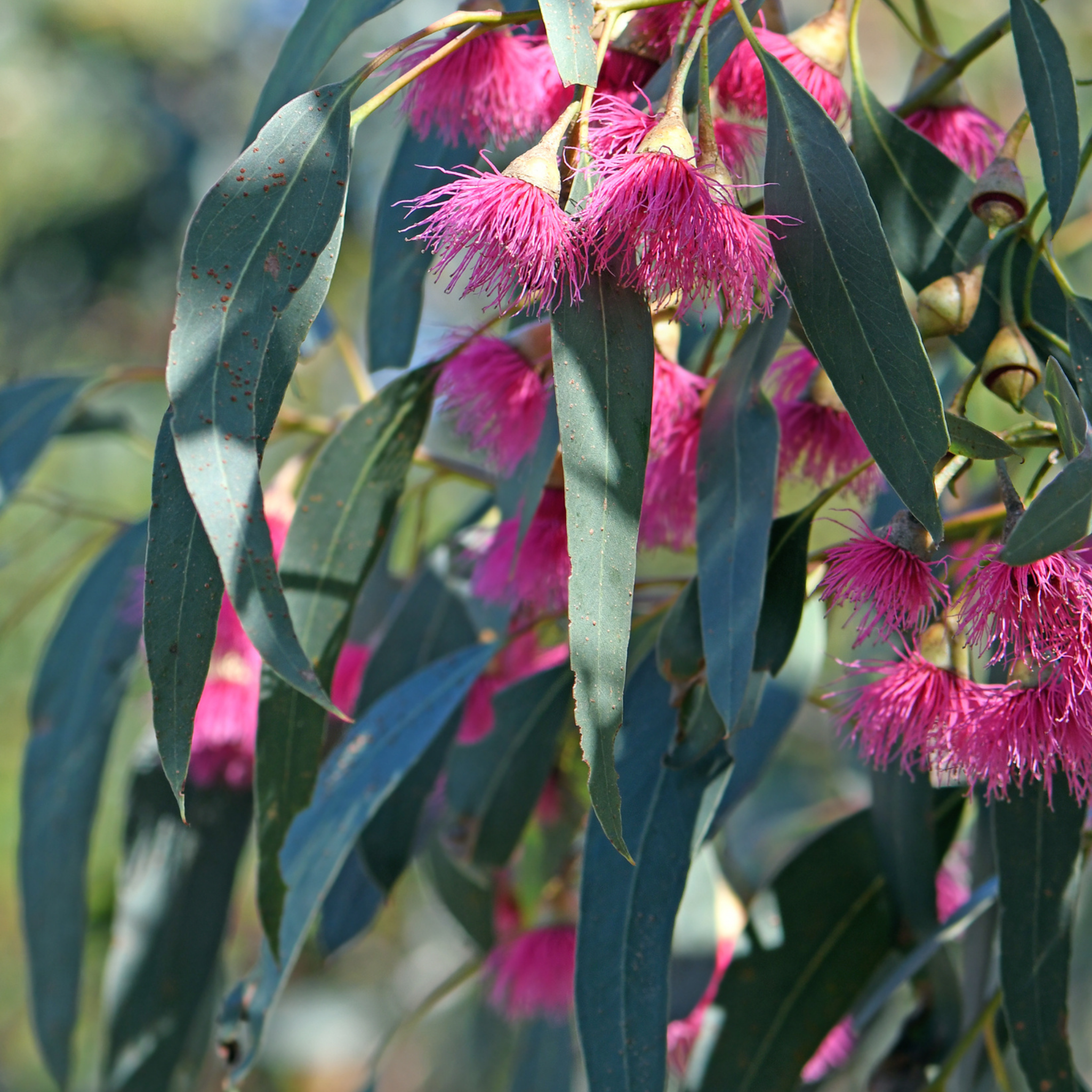 Eucalyptus leucoxylon Rosea Dwarf -  Dwarf Pink Flowering Yellow Gum