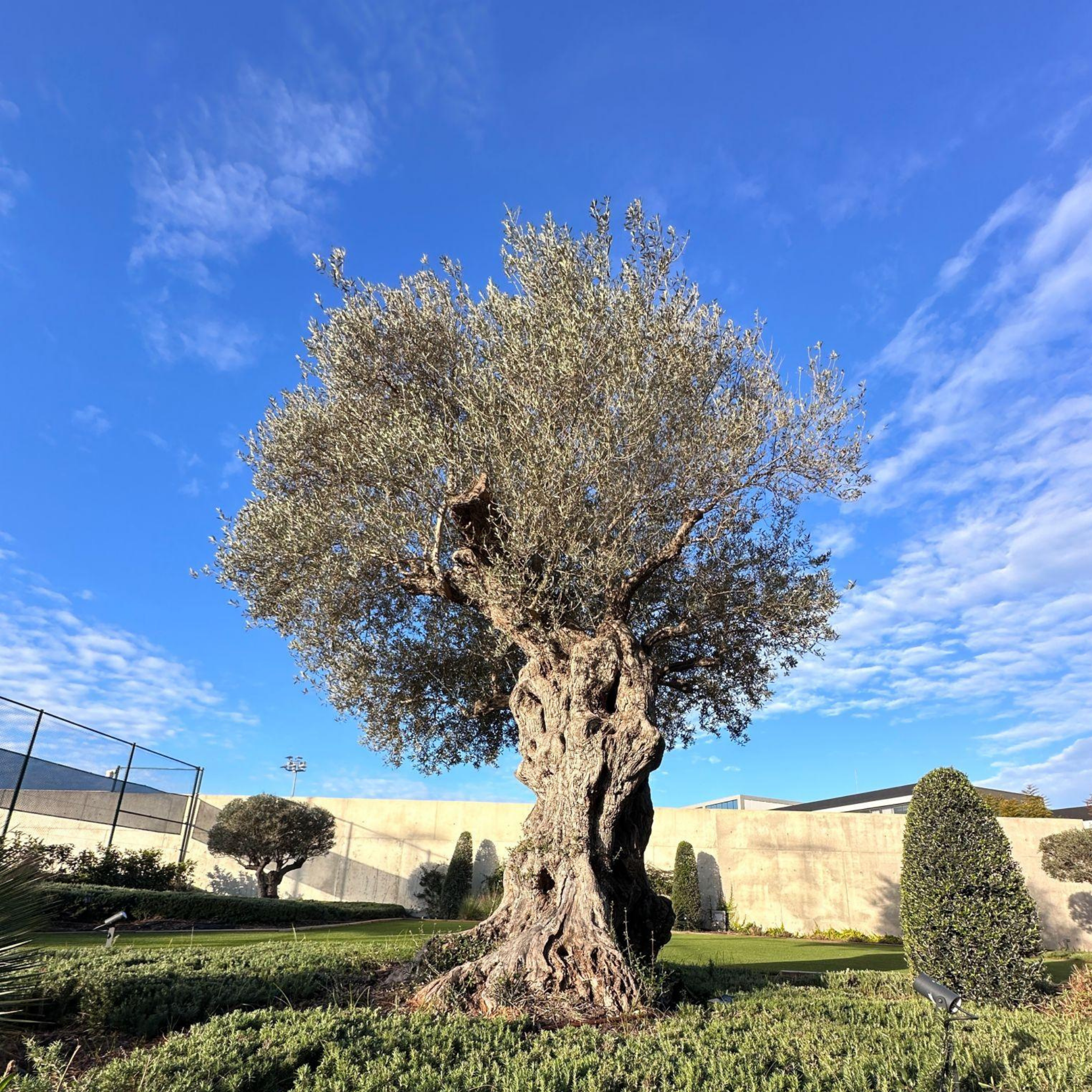 Manzanillo Olive Tree - Olea europaea Manzanillo