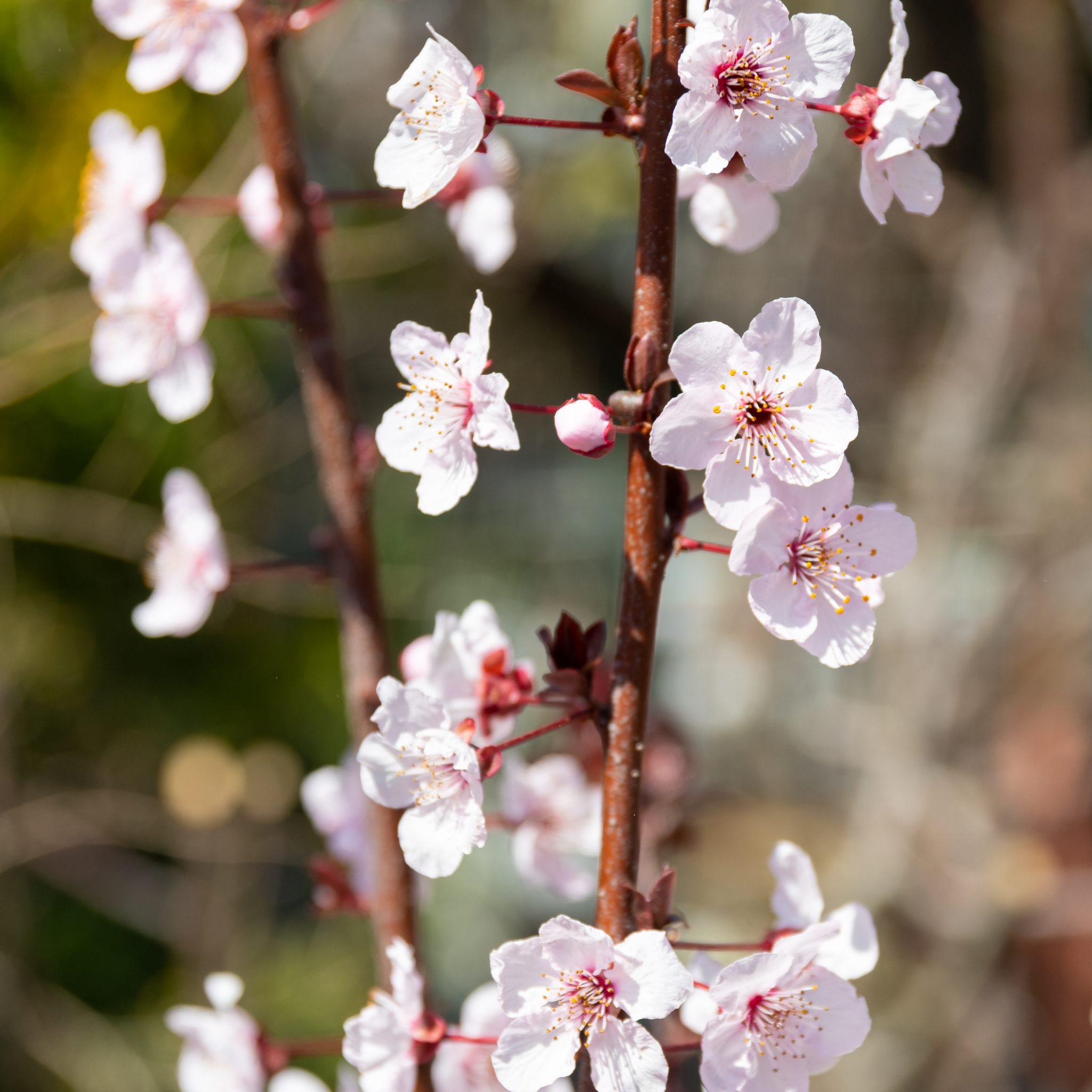 Close-up of cherry blossoms with a blurred natural background