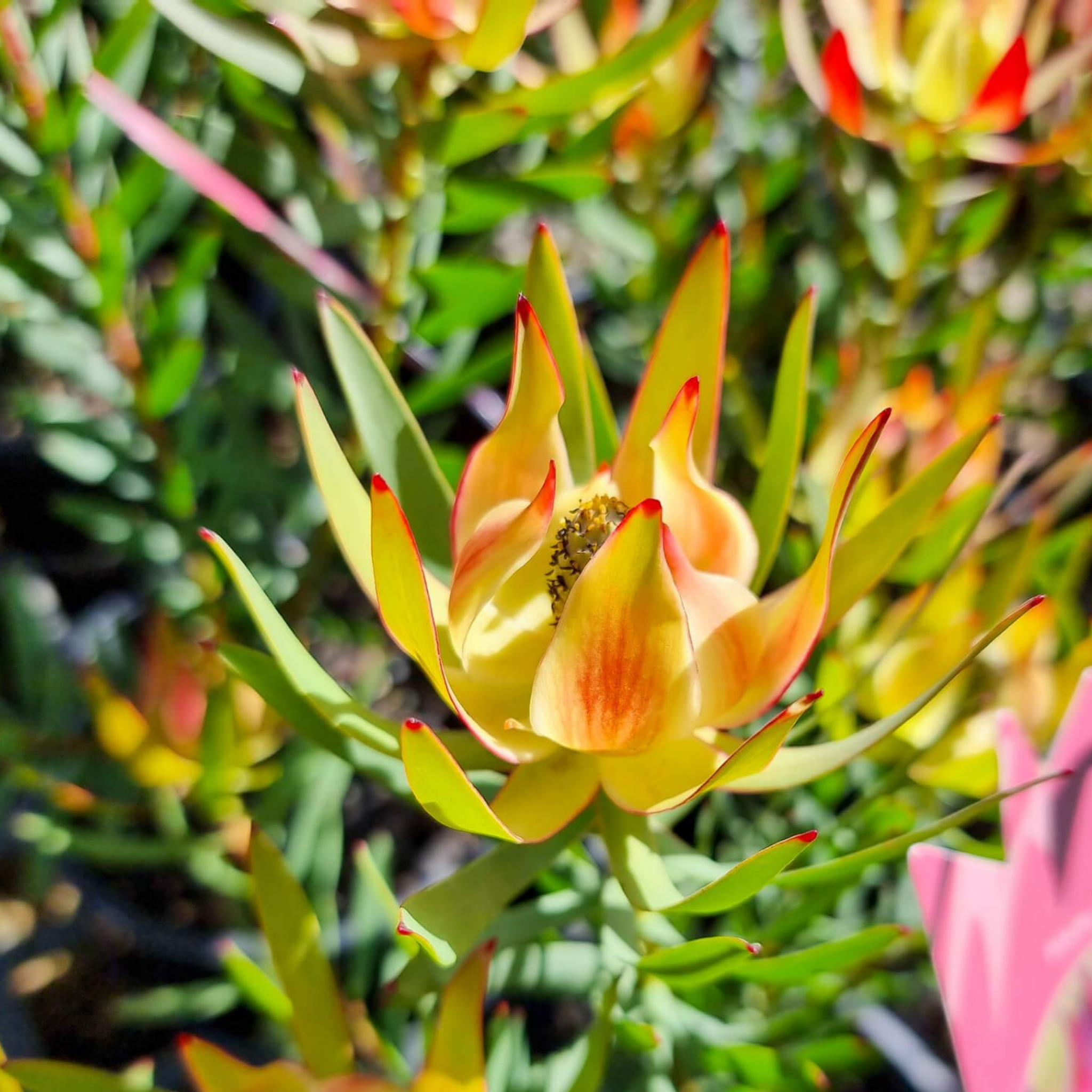 Conebush Harlequin - Leucadendron laureolum salignum Harlequin
