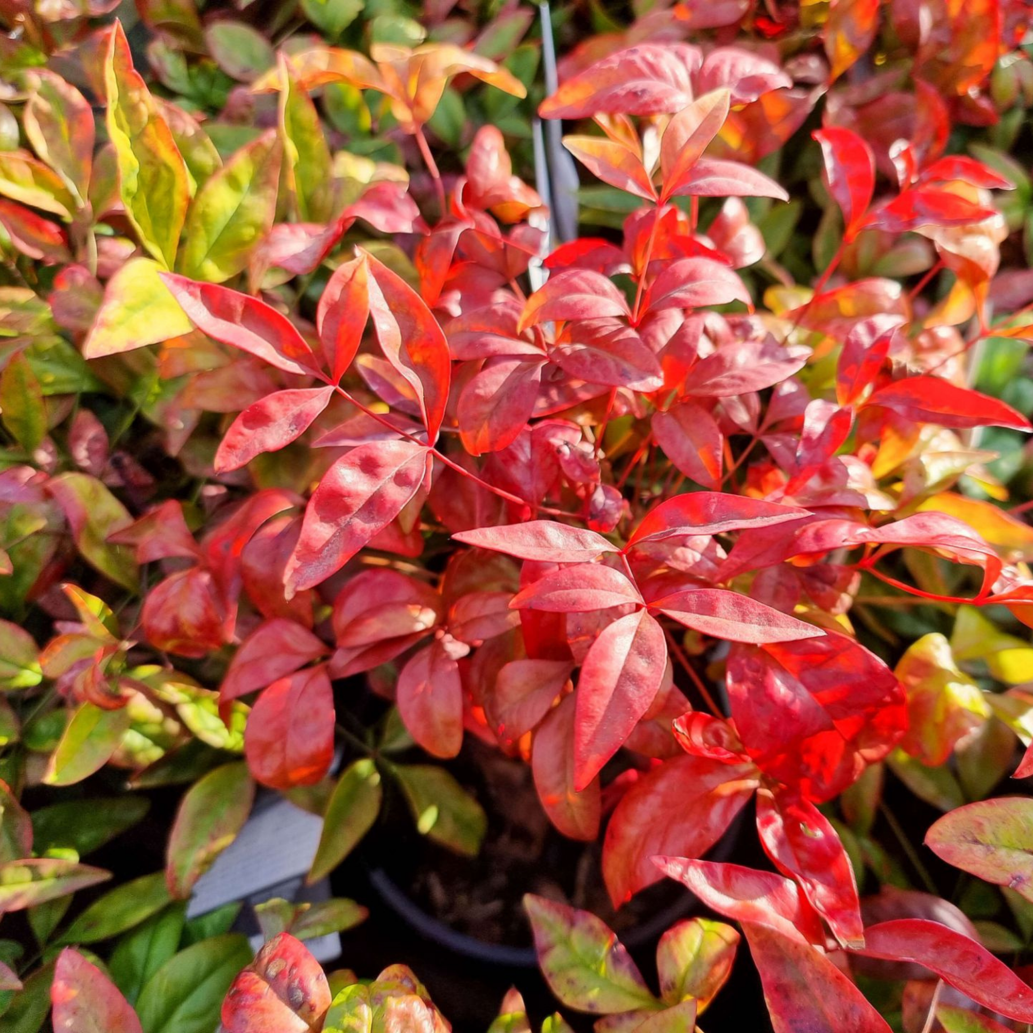 Nandina Blush - Nandina domestica Blush PBR
