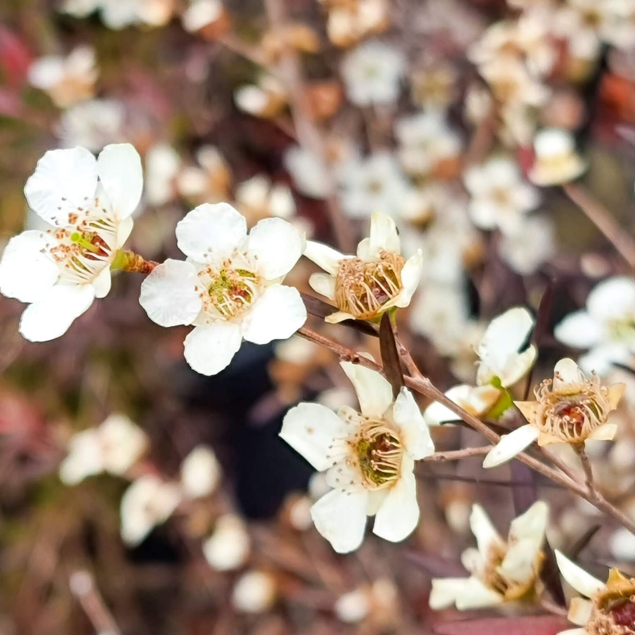 Lemon Scented Tea Tree - Leptospermum petersonii Copper Glow