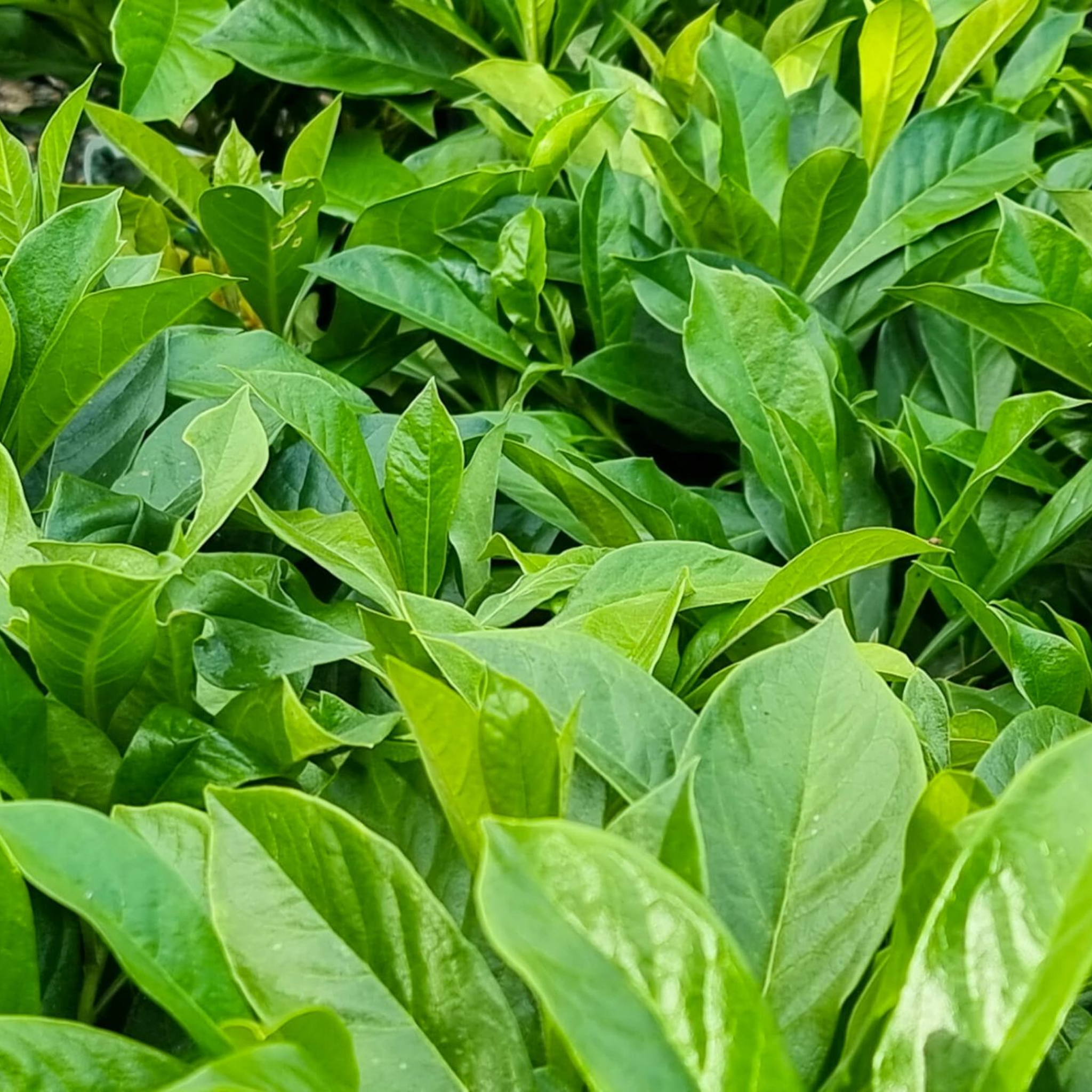 Dwarf Native Frangipani - Hymenosporum flavum 'Gold Nugget'