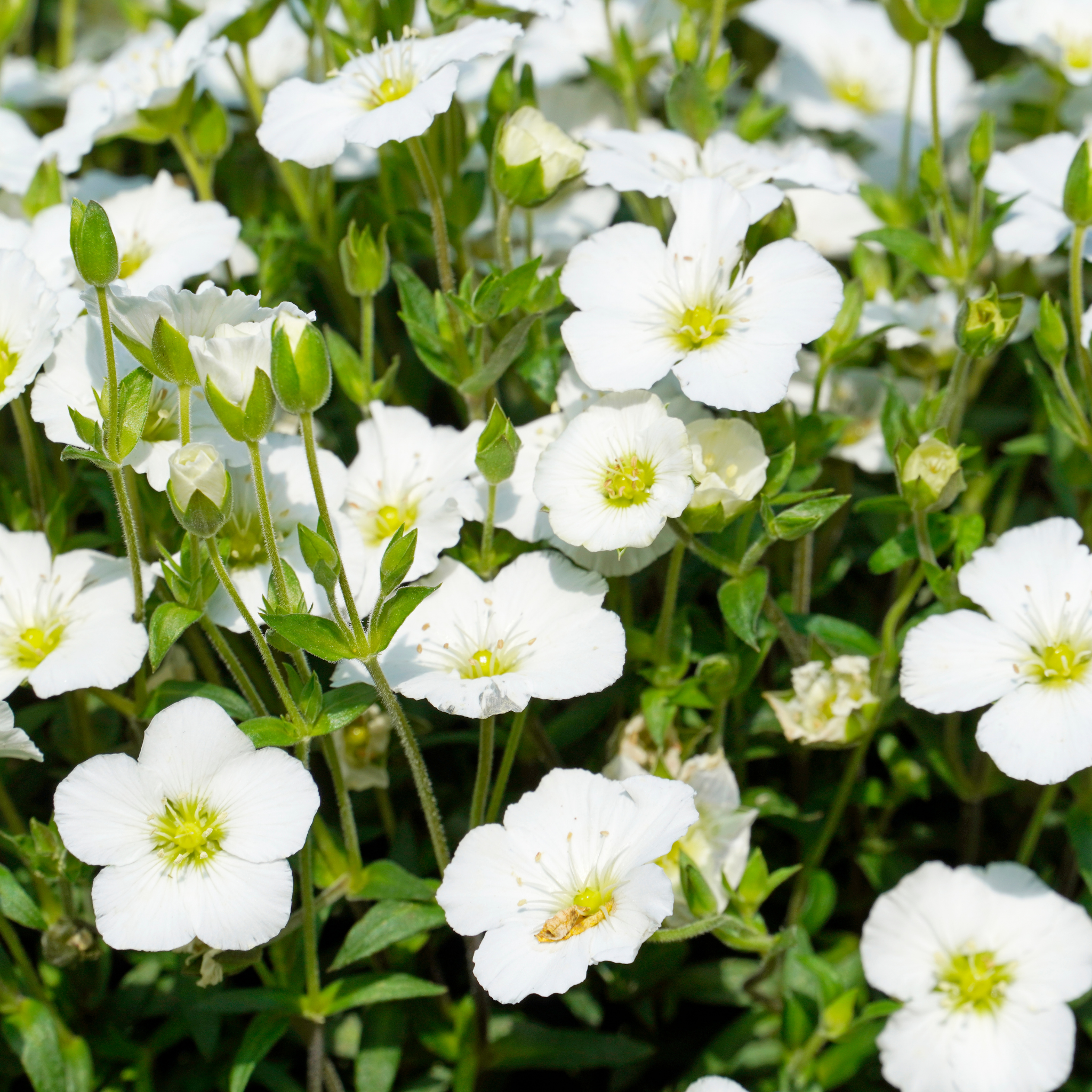 Mountain Sandwort - Arenaria montana