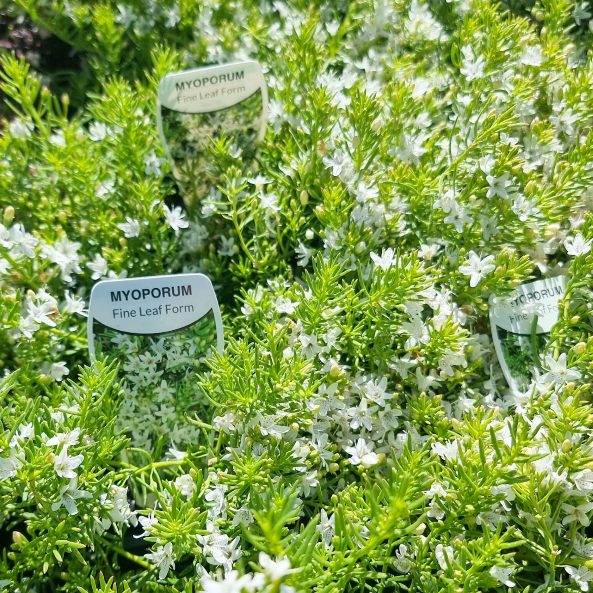 Fine Leaf Creeping Boobialla - Myoporum parvifolium Fine Leaf