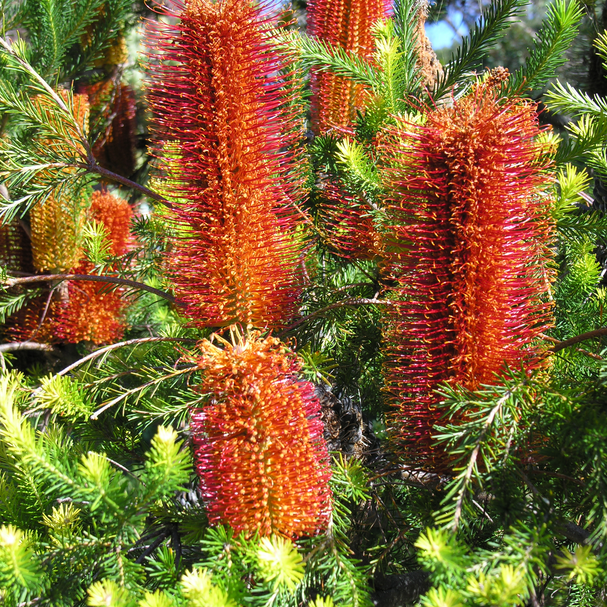 Close-up of orange bottlebrush flowers with green leaves
