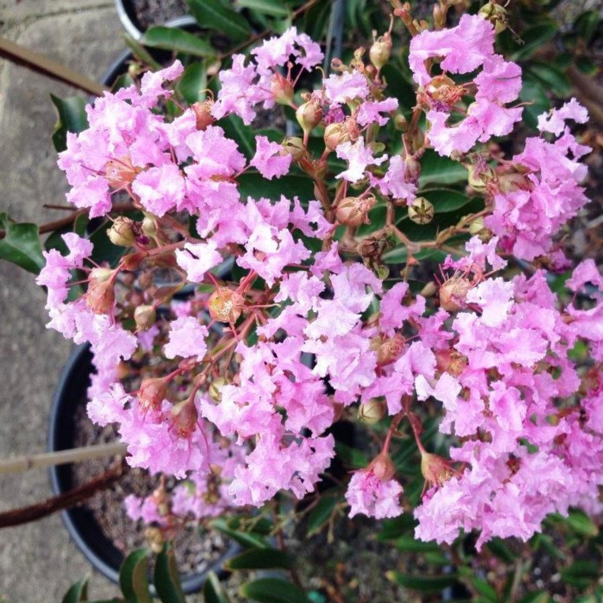 Purple Crepe Myrtle - Lagerstroemia indica fauriei Lipan