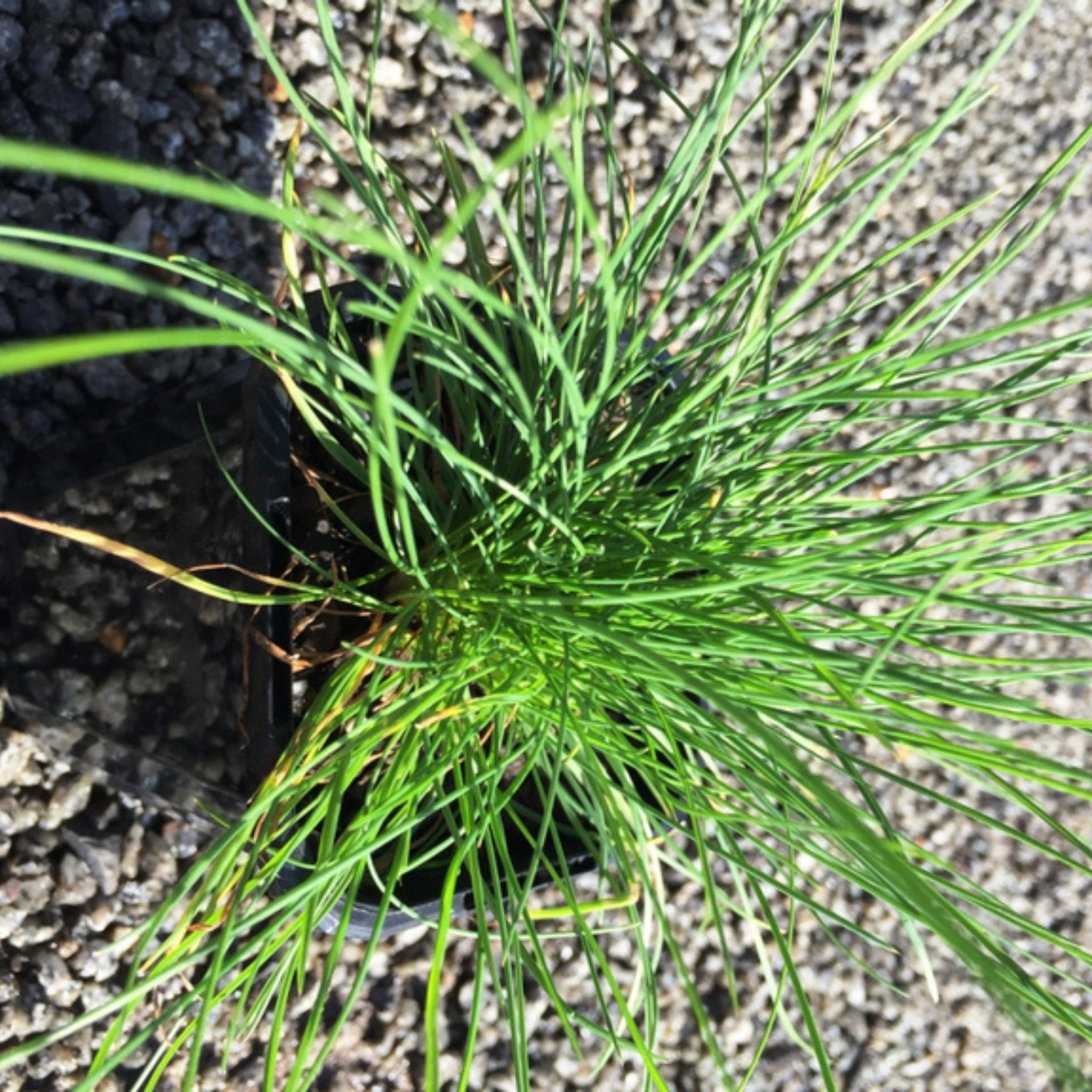 Snow Grass / Grey Tussock Grass - Poa sieberiana