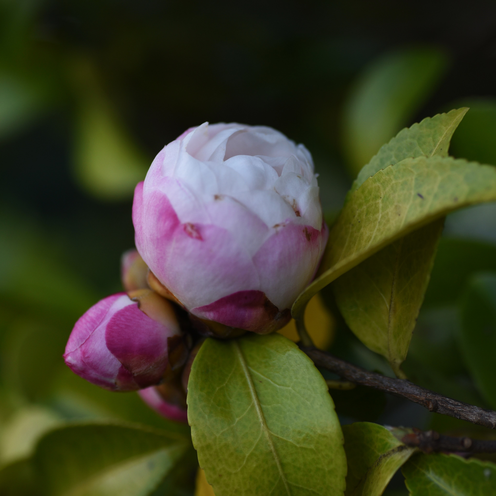 Camellia Paradise Blush - Camellia sasanqua 'Paradise Blush'