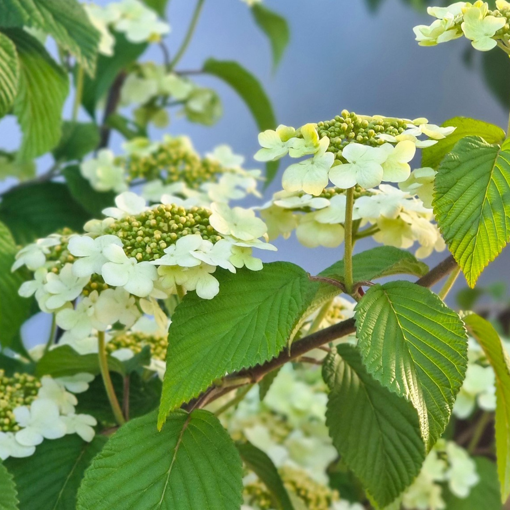 Viburnum plicatum Japanese snowball - Viburnum plicatum tomentosum Mariesii