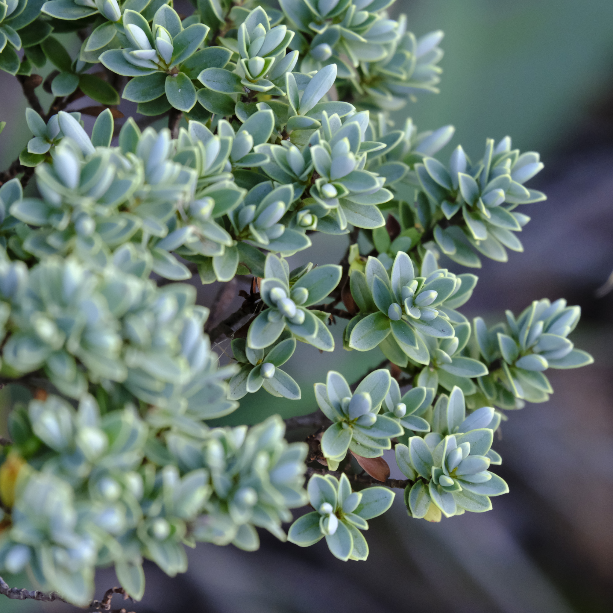 White Hebe - Hebe albicans