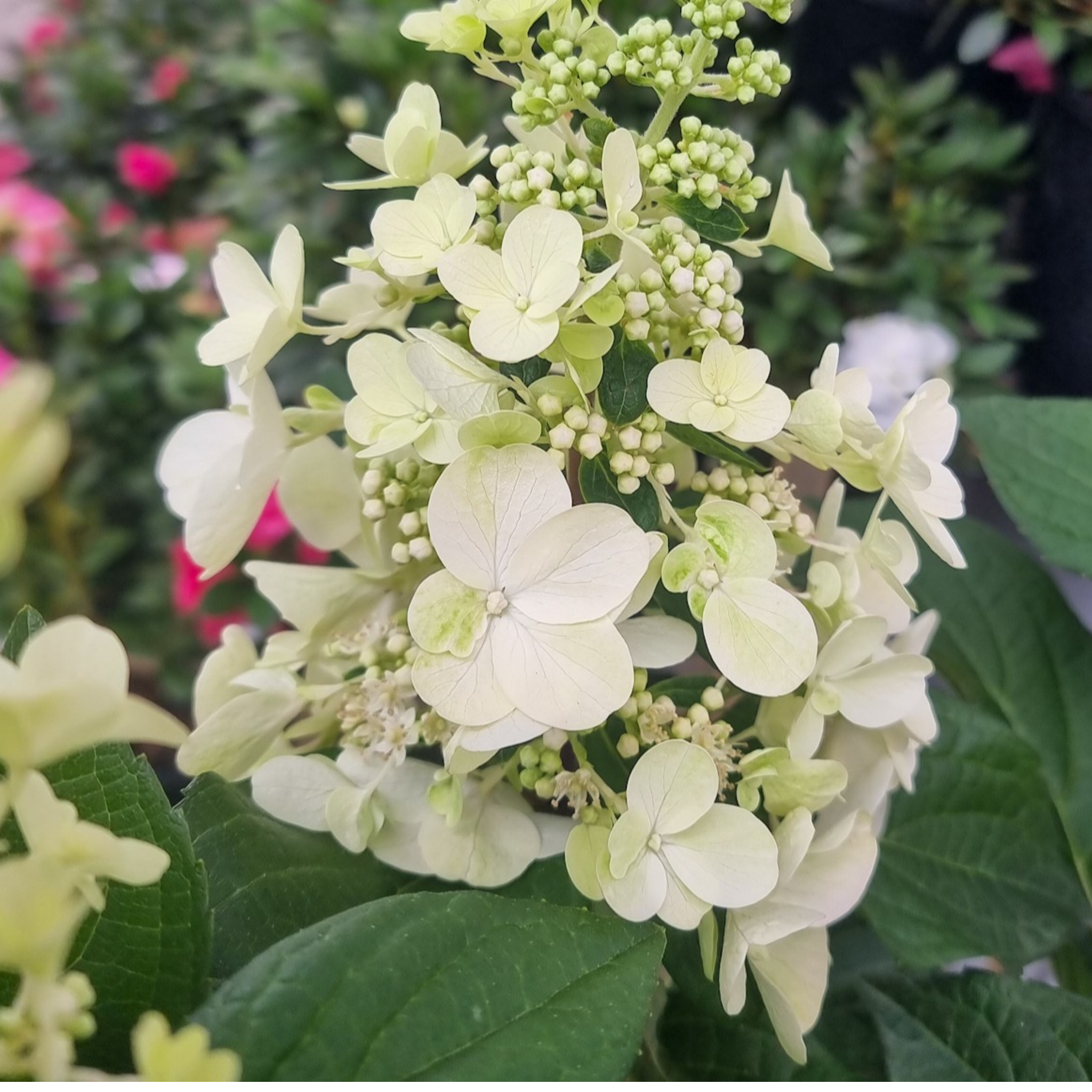 Panicled Hydrangea Candlelight PBR - Hydrangea paniculata Candlelight PBR