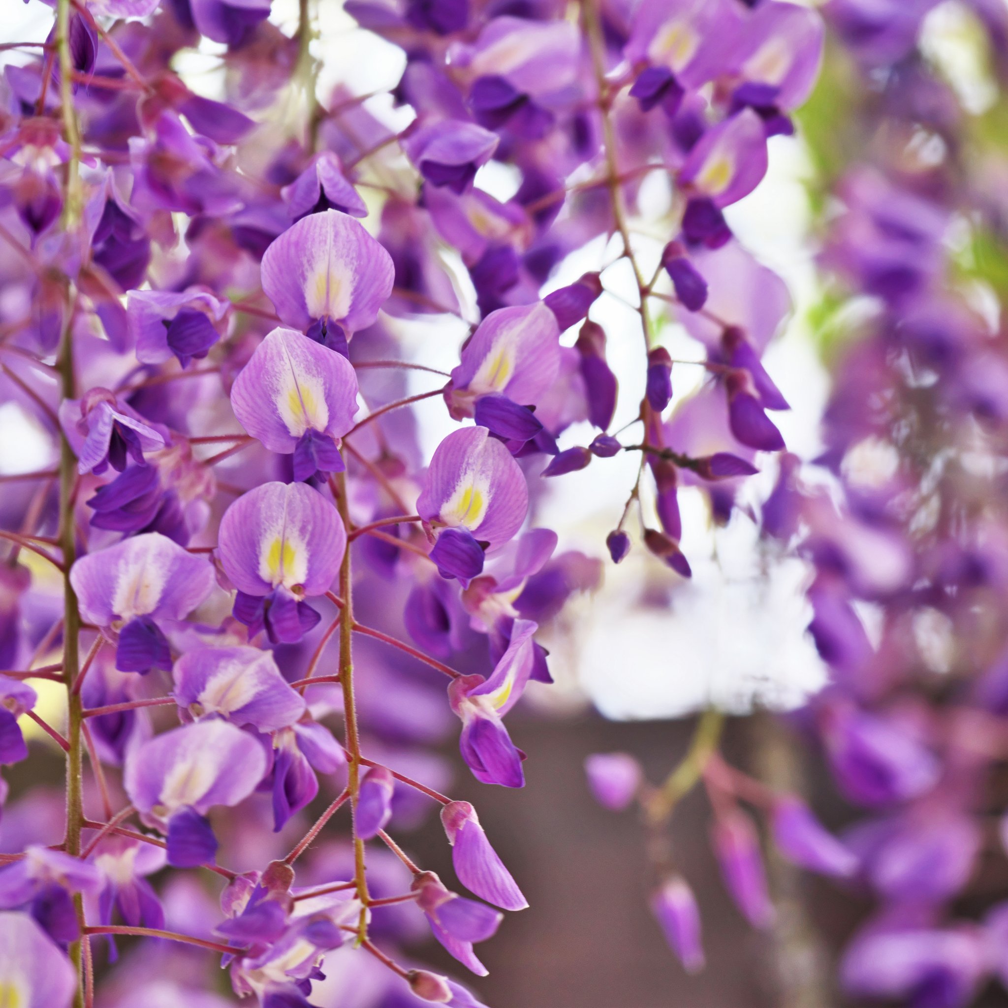 Double Purple Japanese Wisteria - Wisteria floribunda Violacea Plena