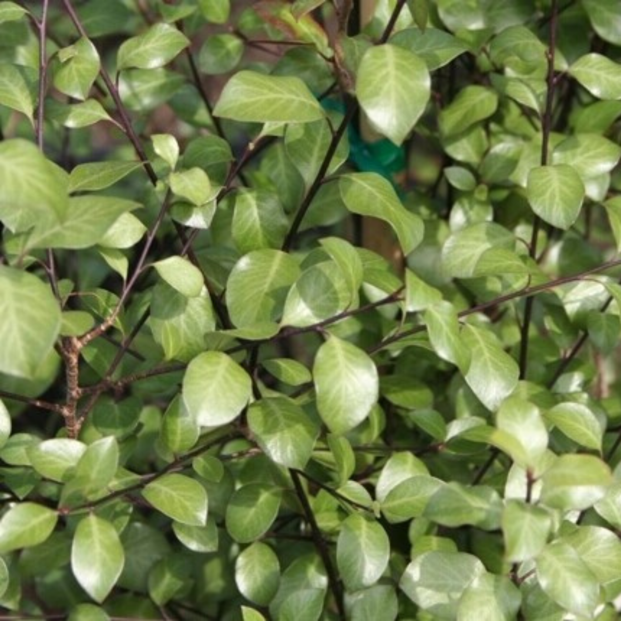Close-up of green leaves on a tree or bush