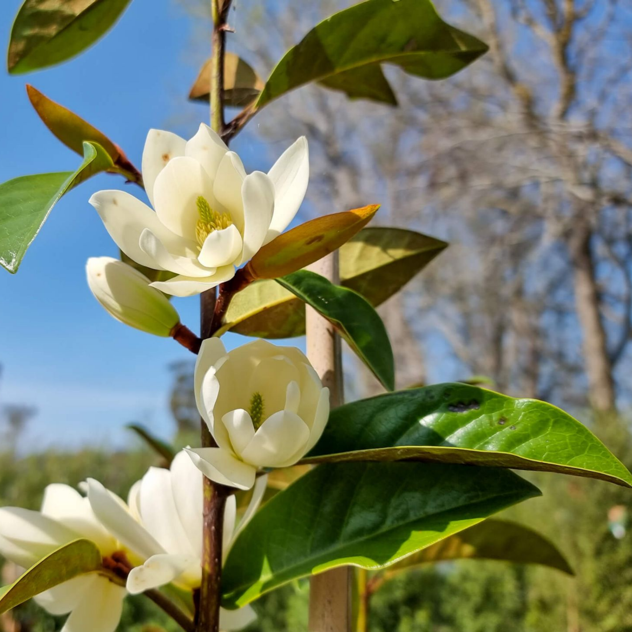 Fairy Cream  Magnolia - Magnolia hybrida Fairy Cream