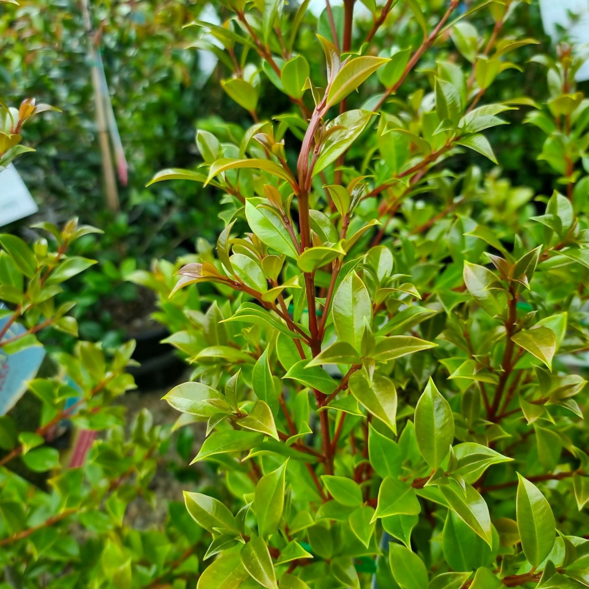 Lilly Pilly Backyard Bliss - Syzygium paniculatum Backyard Bliss