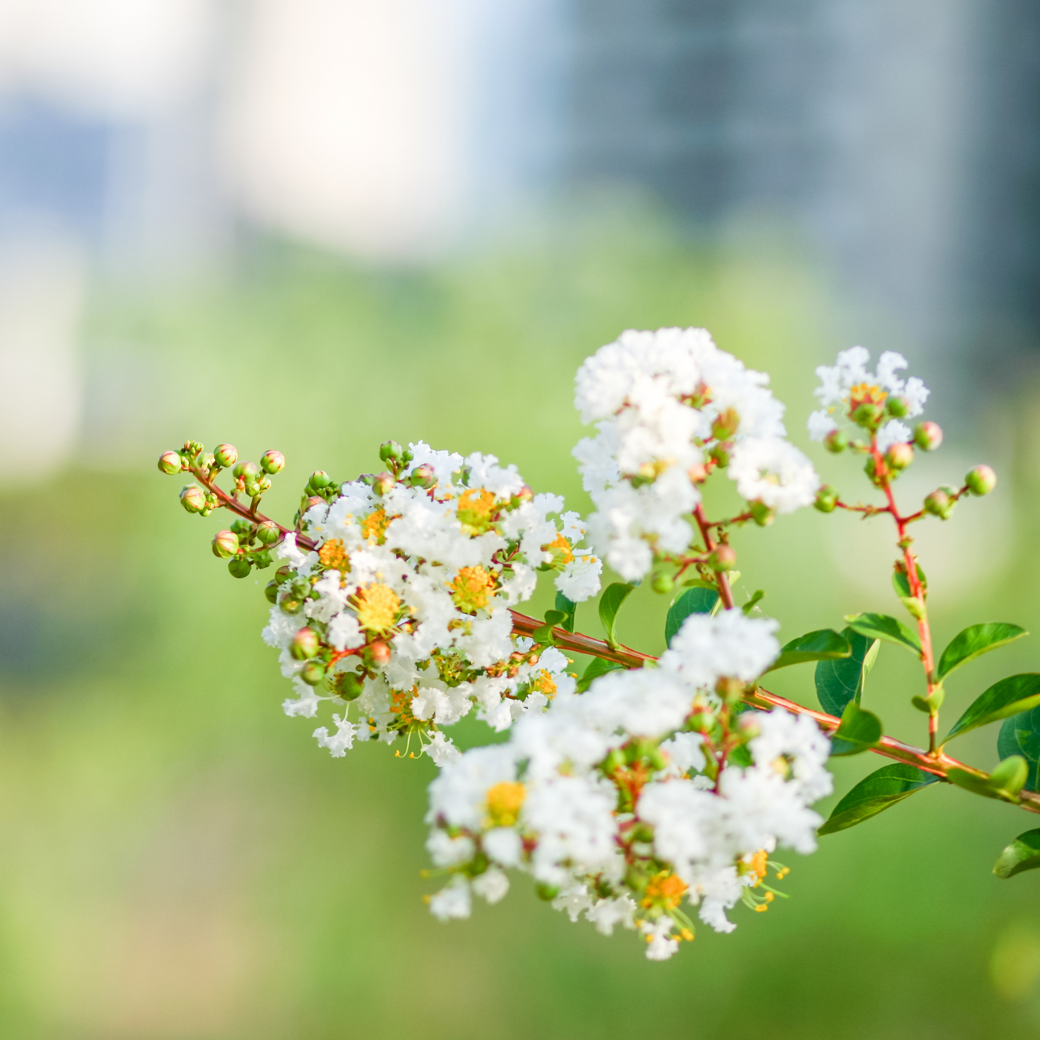 White Crepe Myrtle - Lagerstroemia indica fauriei 'Acoma'