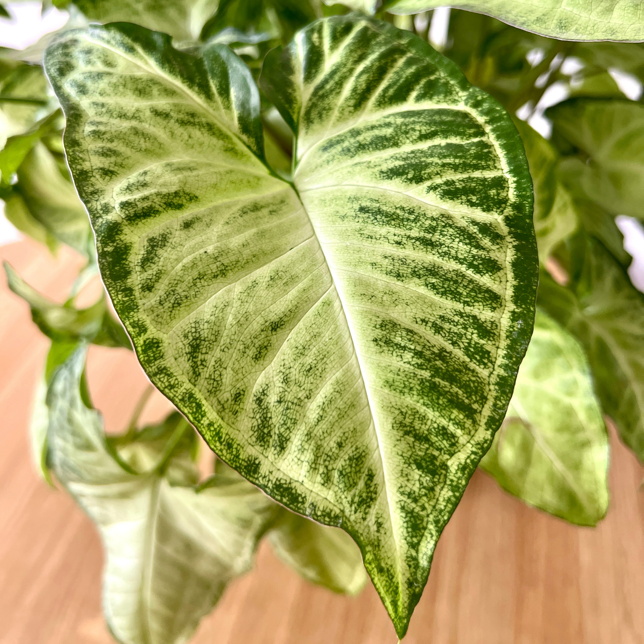 Variegated Syngonium - Syngonium podophyllum 'White Butterfly' Arrowhead Plant