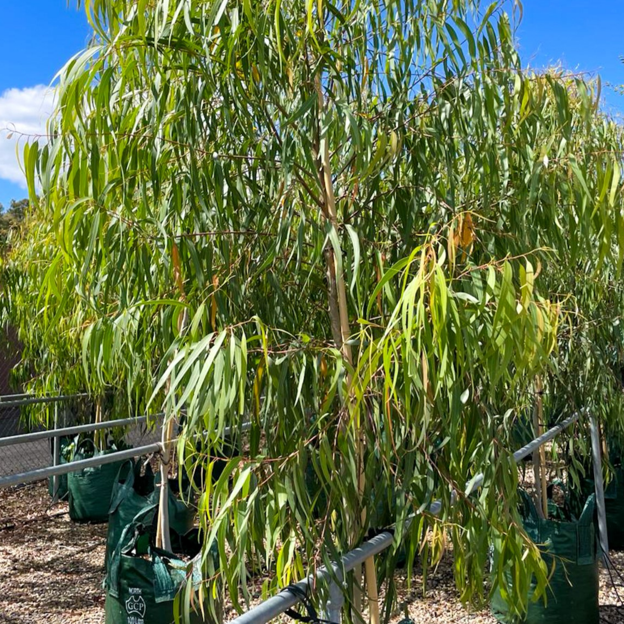 Lemon Scented Gum Scentuous - Corymbia citriodora 'Scentuous'