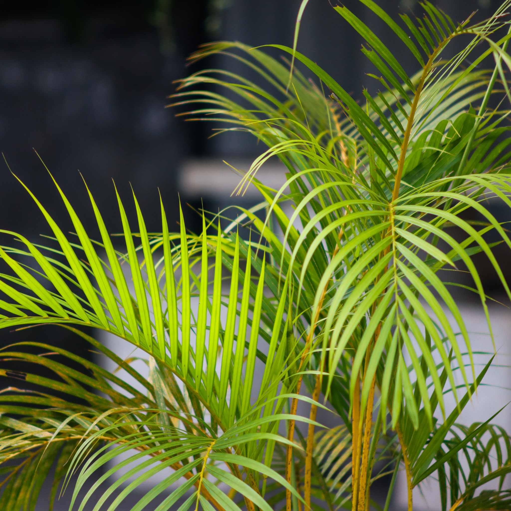 Areca Golden Cane Palm - Dypsis lutescens
