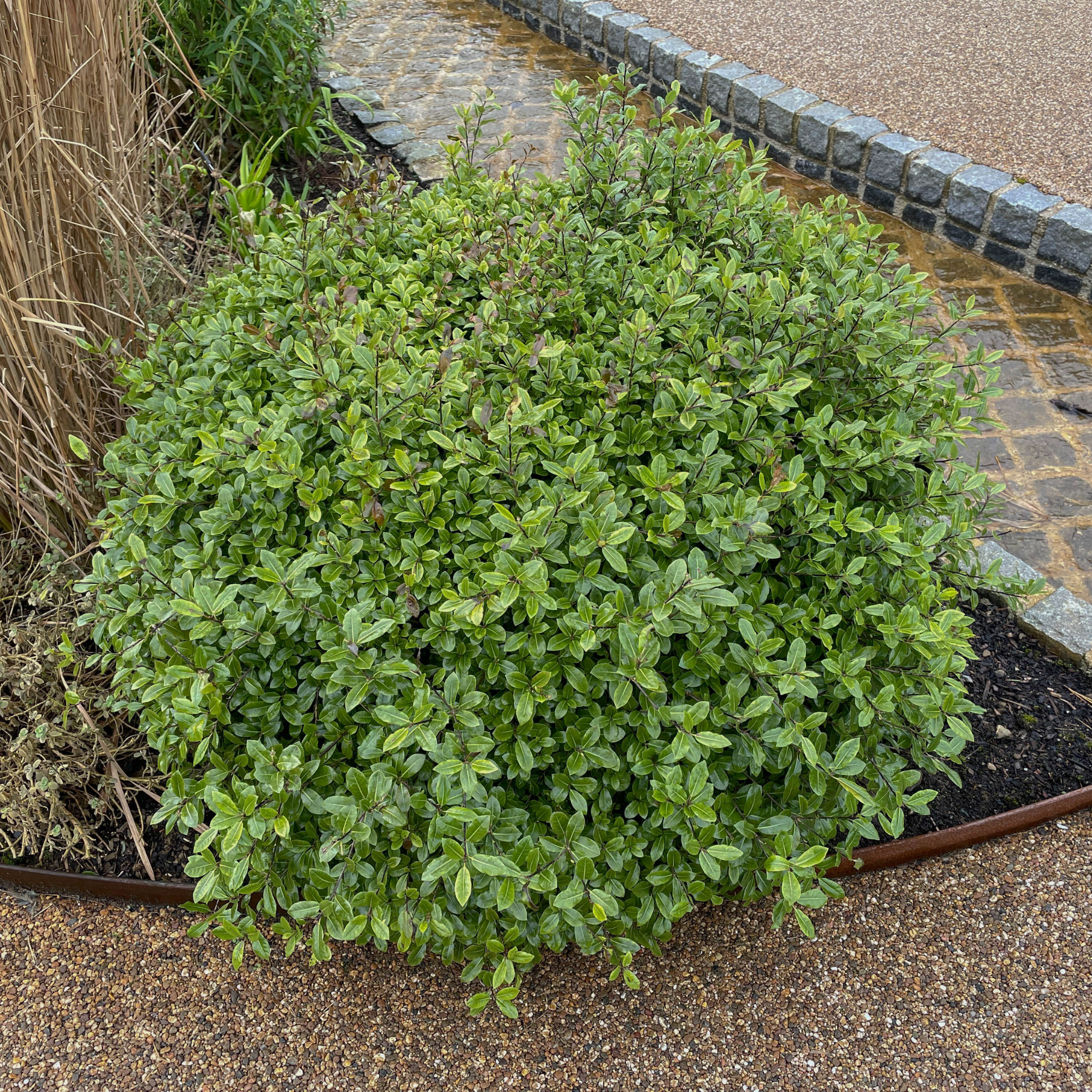 Green bush in a garden bed next to a paved path