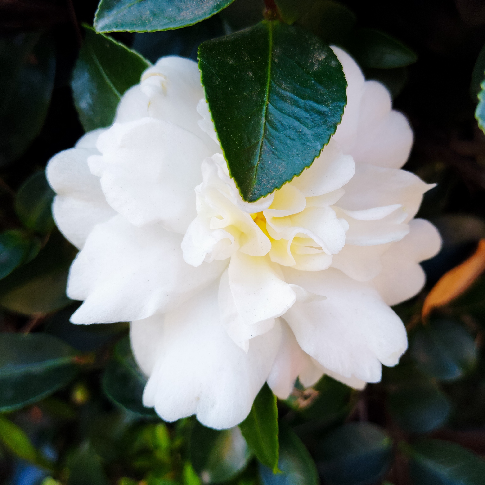 Camellia Asakura - Camellia sasanqua 'Asakura'