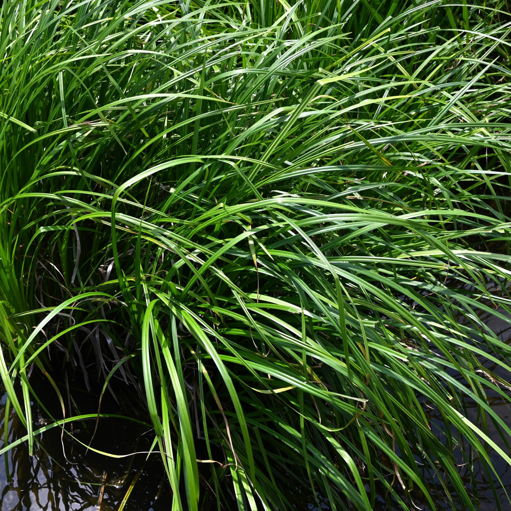 Close-up of green grass with water in the background
