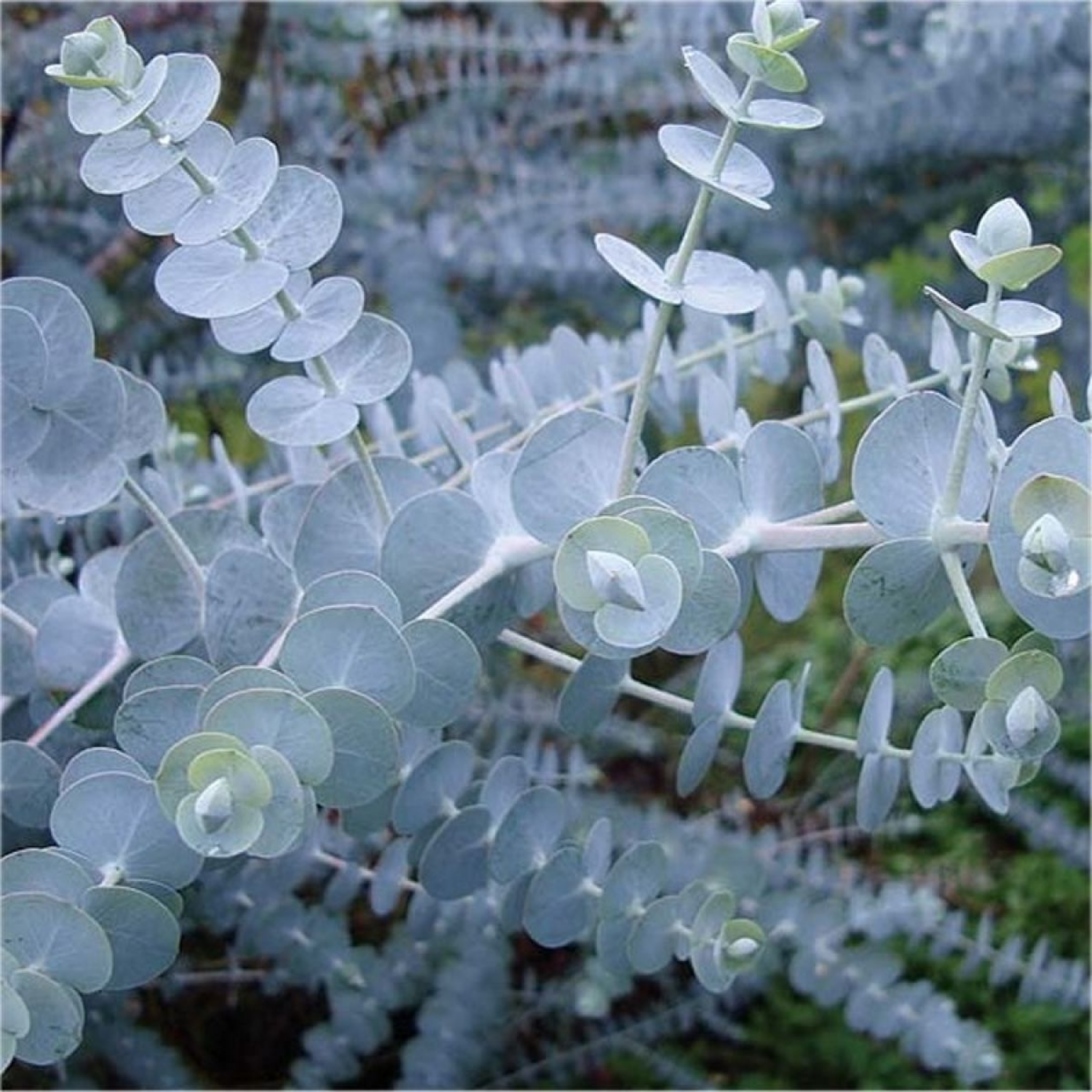 Eucalyptus Baby Blue - Eucalyptus pulverulenta 'Baby Blue'