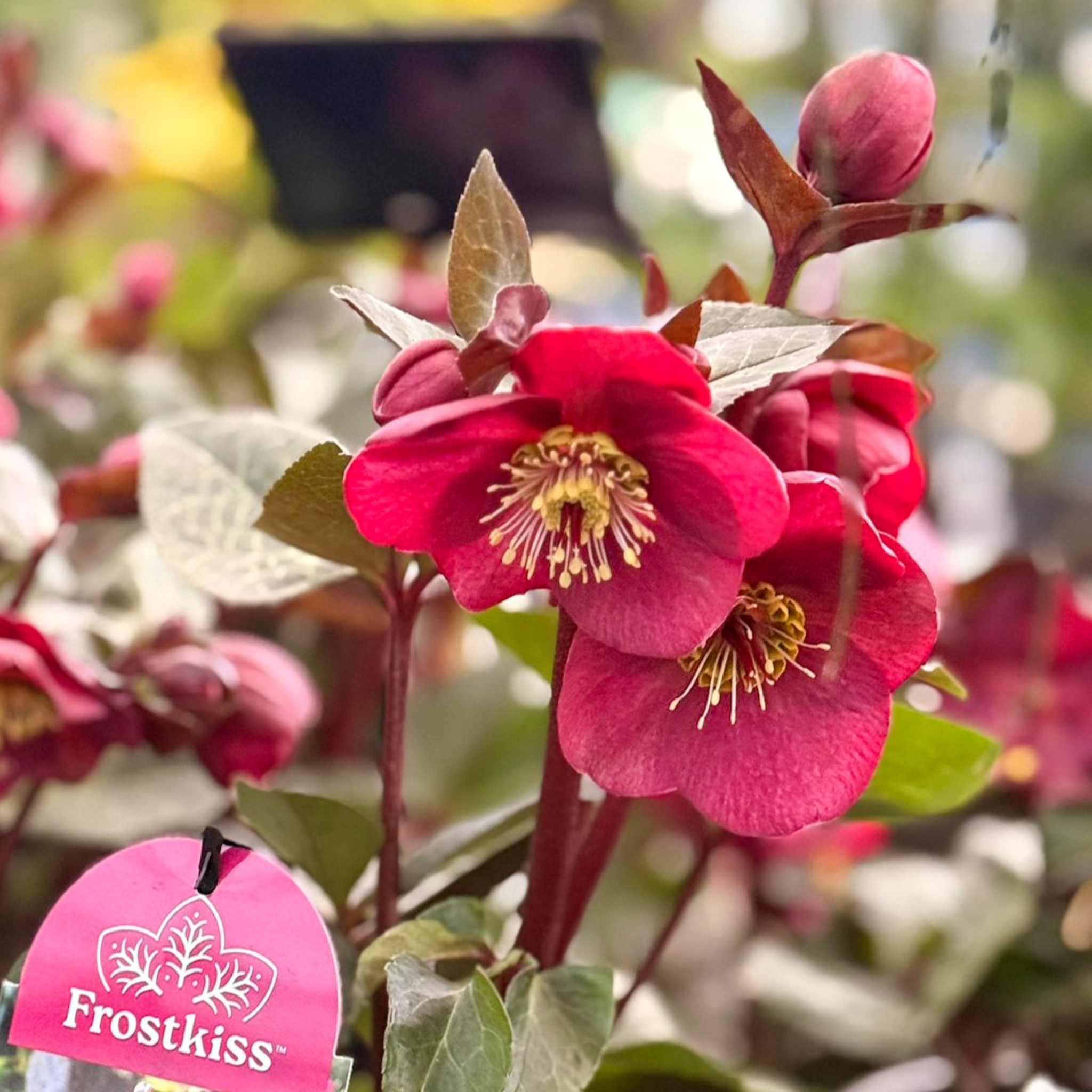 Winter Rose Vibey Velvet - Helleborus hybrida Vibey Velvet