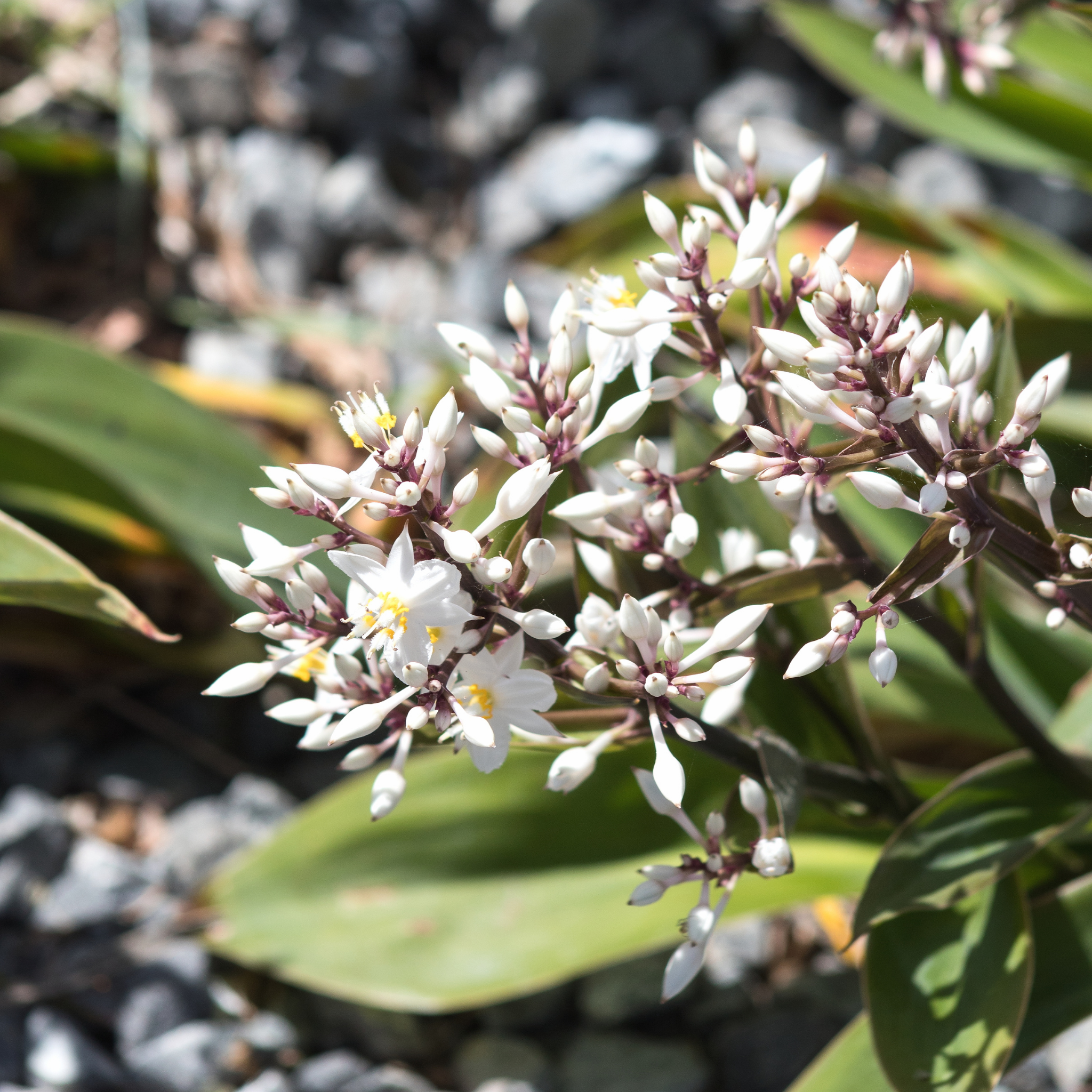 New Zealand Rock Lily - Arthropodium cirratum
