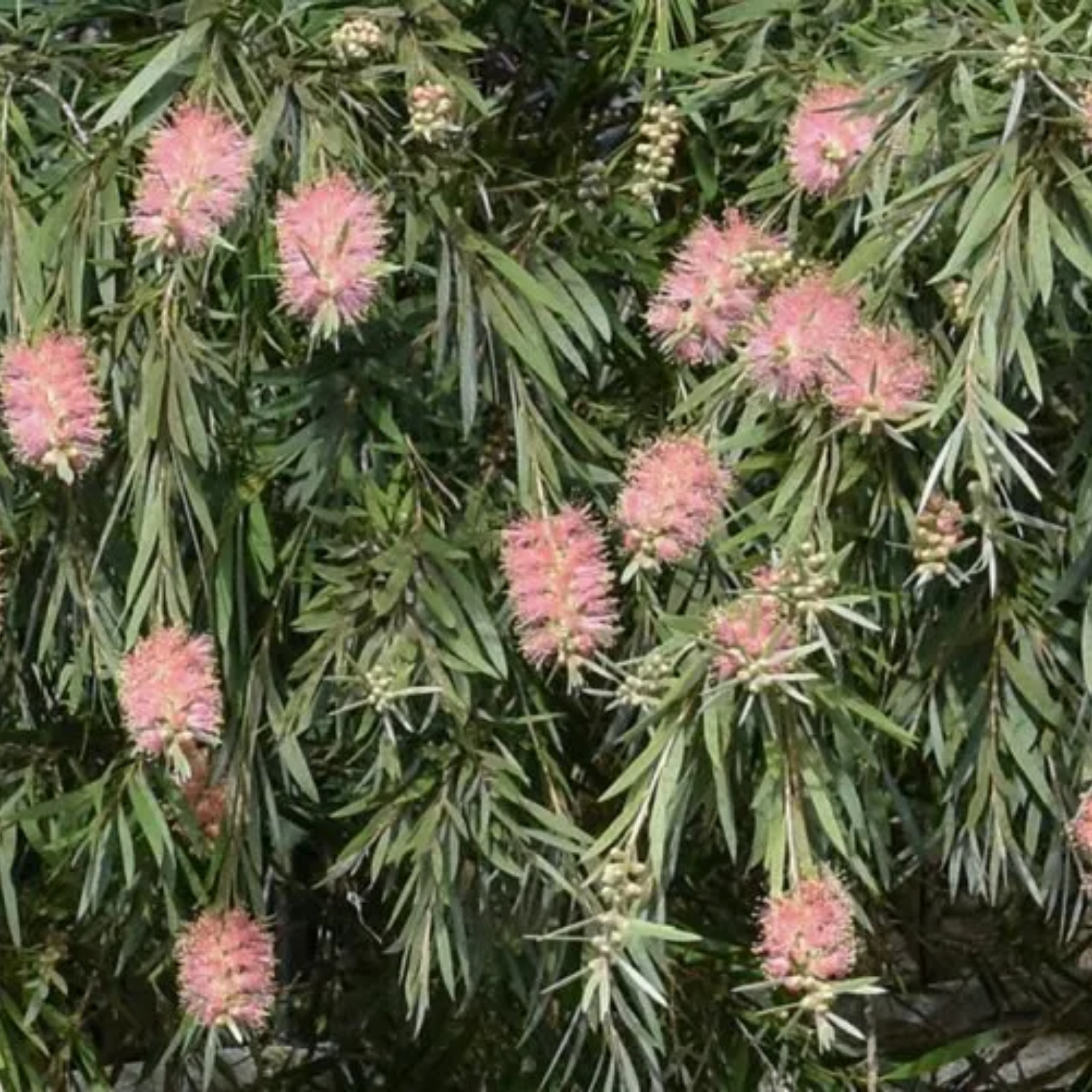 Pink Bottlebrush - Callistemon hybrida 'Injune'