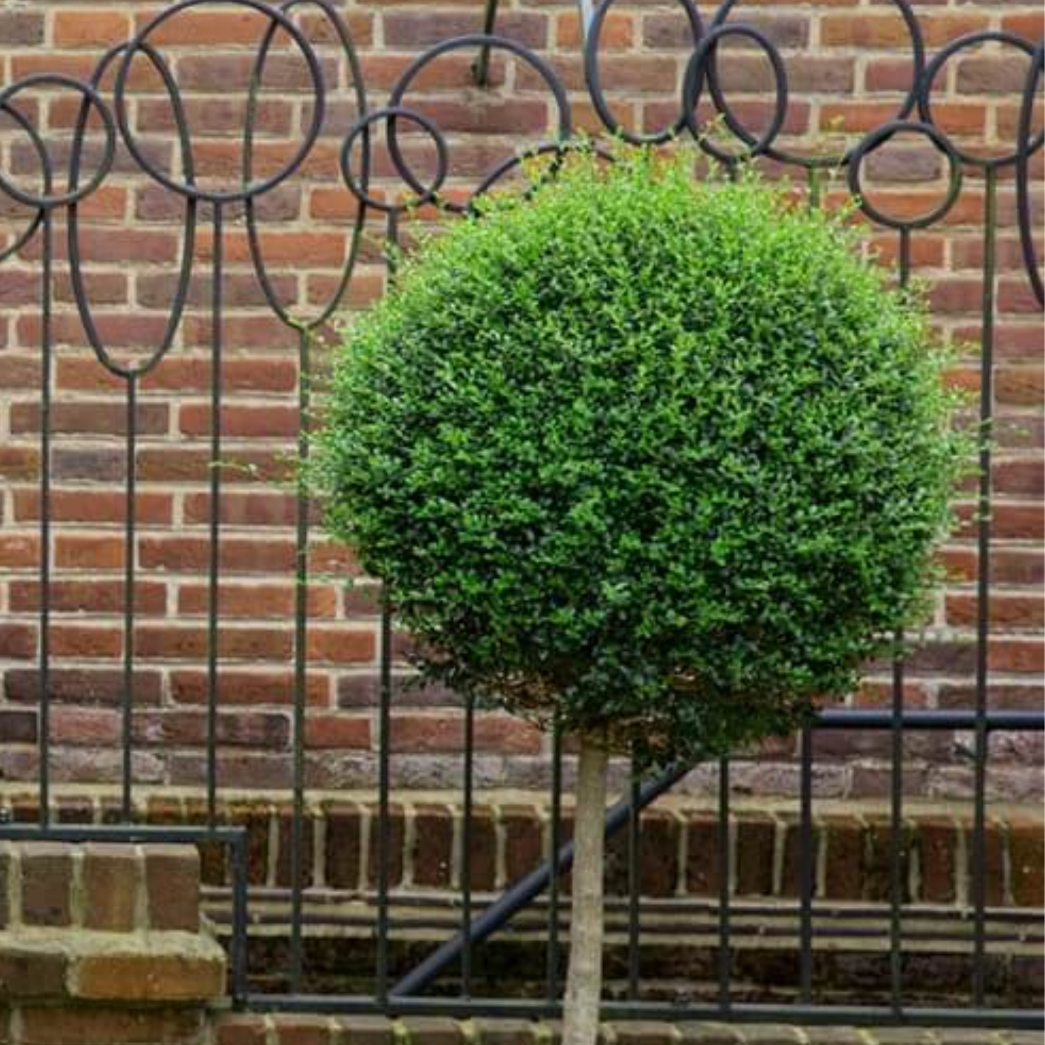 Green bush against a brick wall with metal trellis