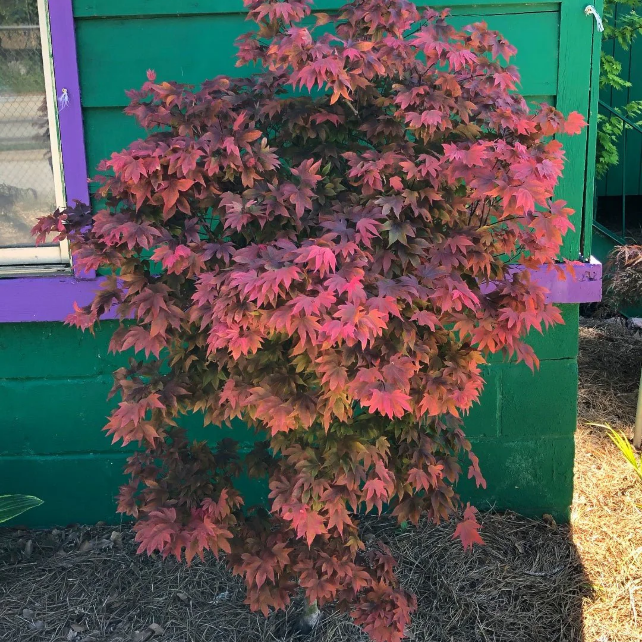 Colorful plant in front of a green and purple wooden structure