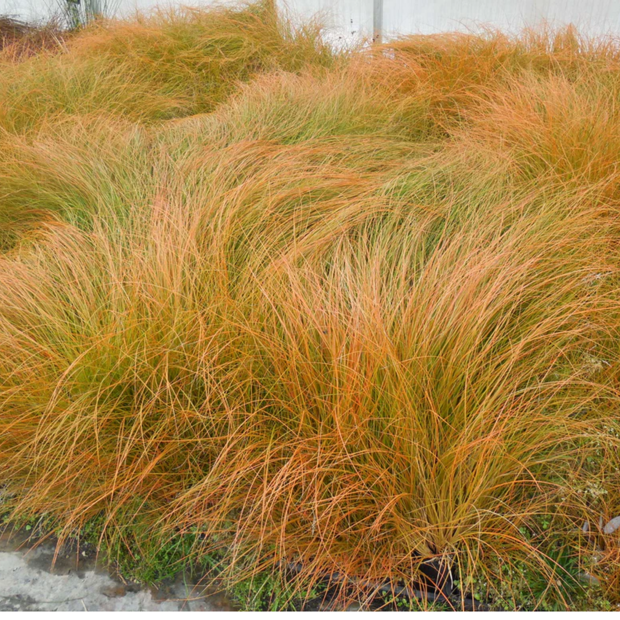 orange green New Zealand slede carex testacea