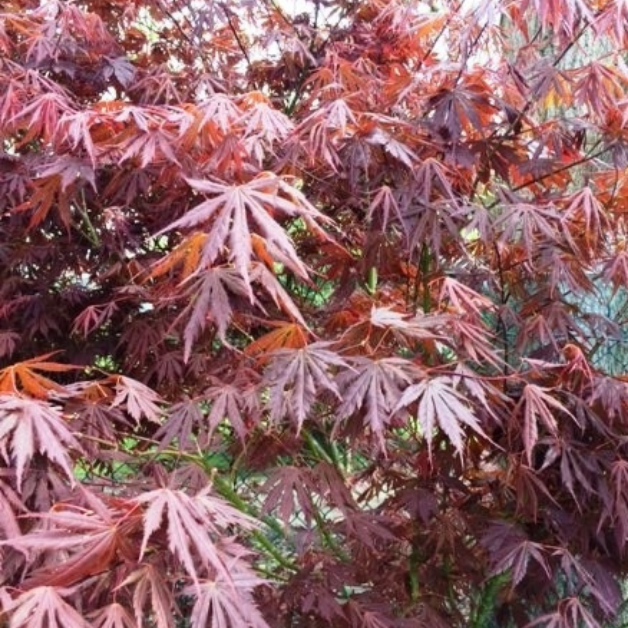 Weeping Japanese Maple Atropurpureum - Acer palmatum Dissectum Atropurpureum