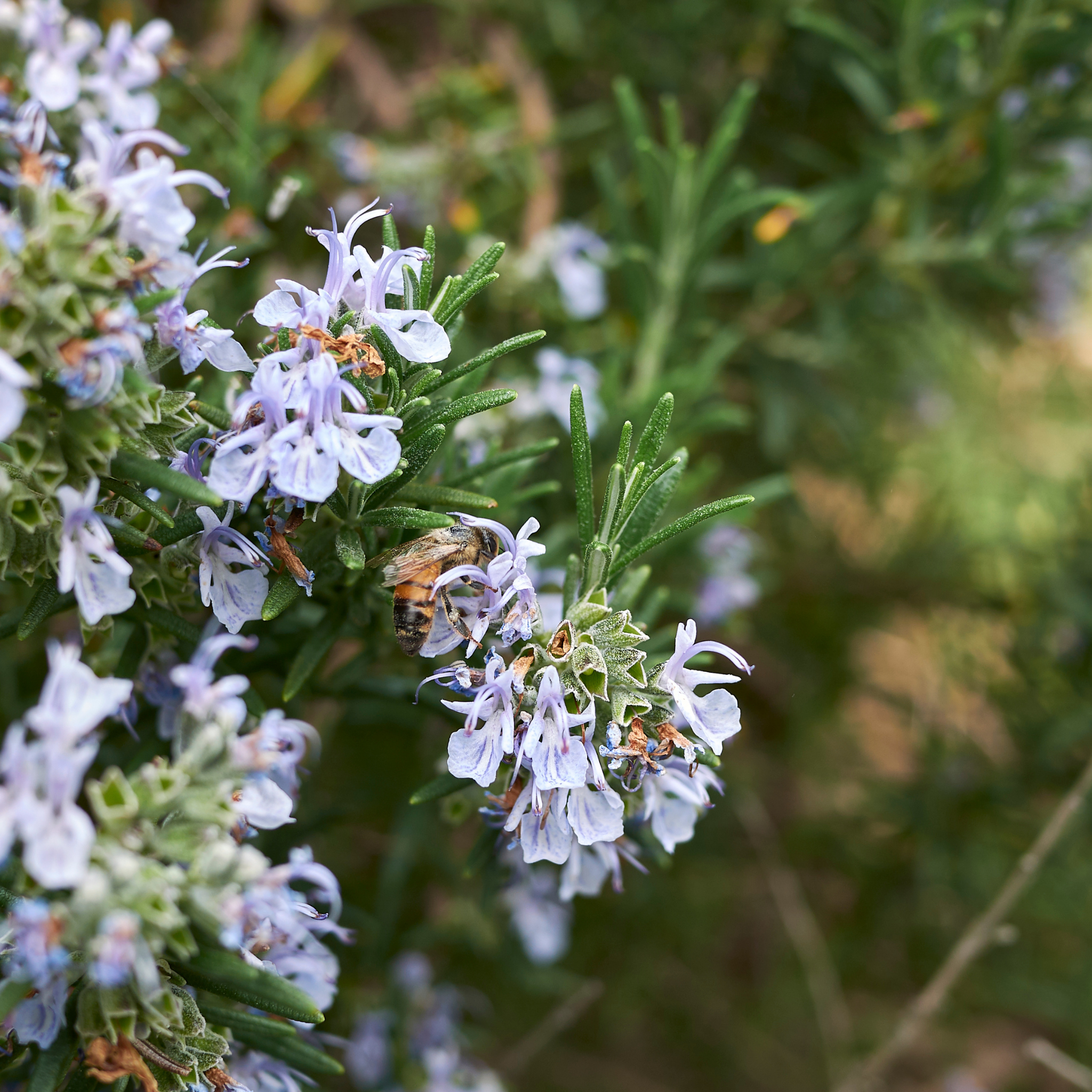 Rosemary Tuscan Blue - Rosmarinus officinalis Tuscan Blue